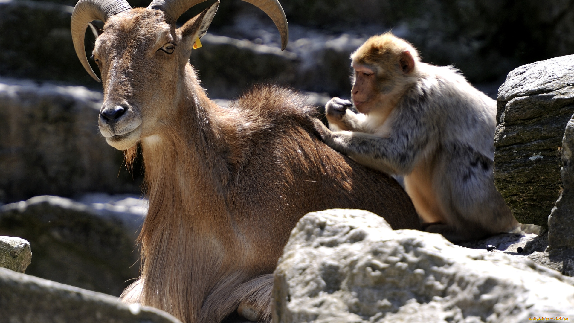 животные, разные, вместе, коза, друзья, мартышка