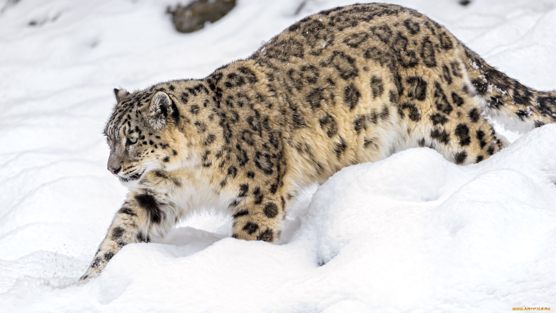 животные, снежный, барс, ирбис, снег