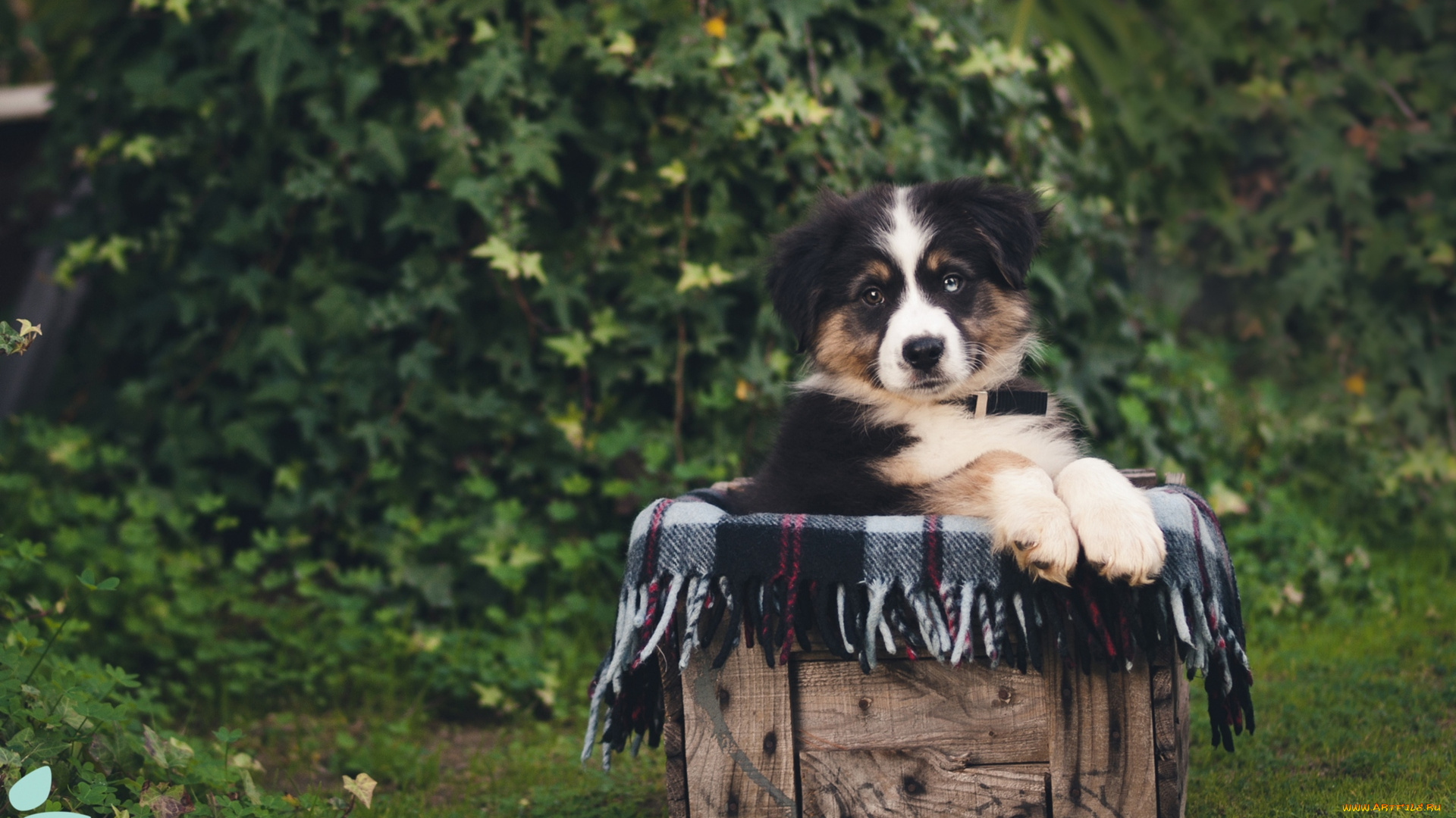 животные, собаки, щенок, милый