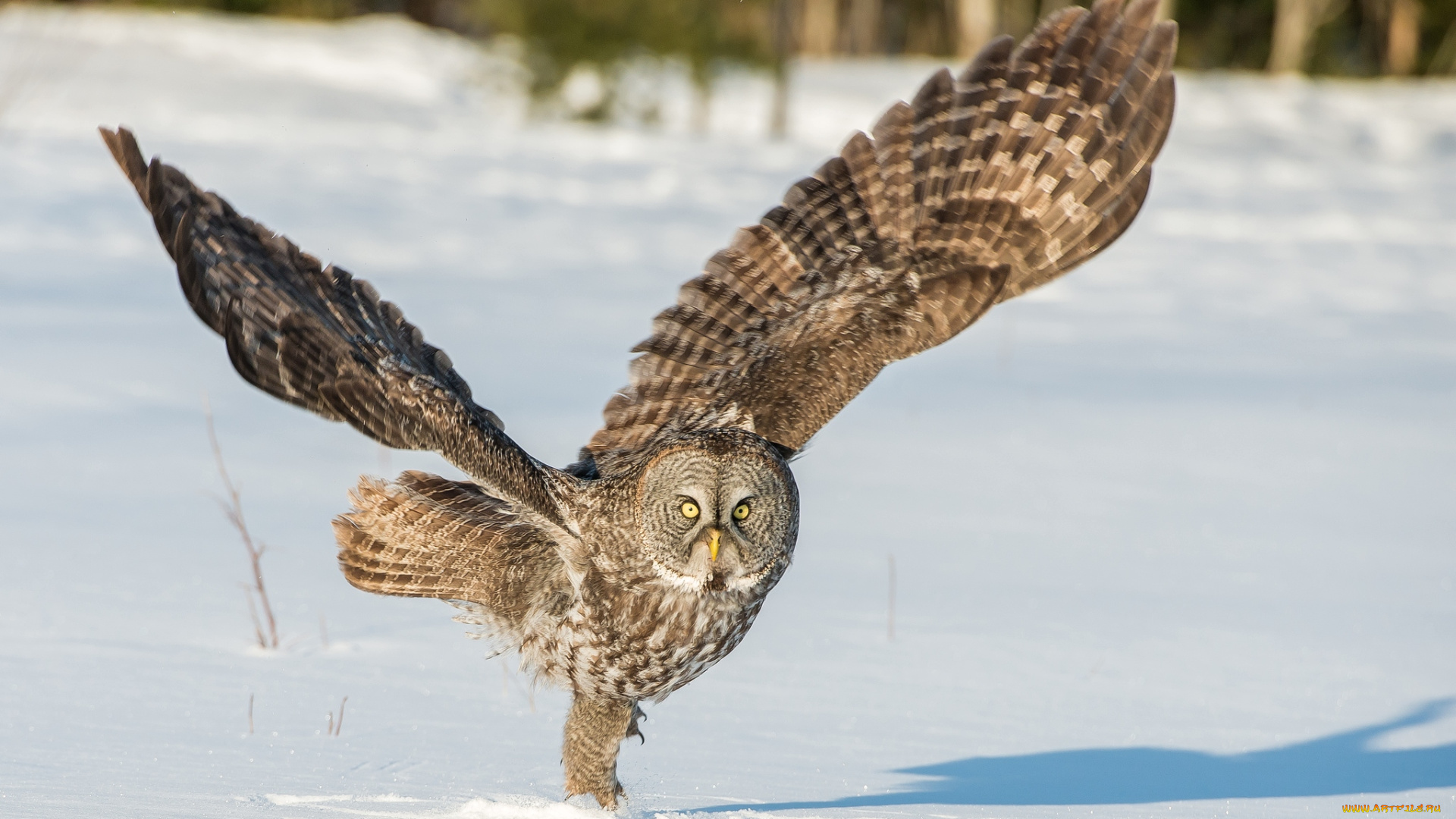 животные, совы, крылья, снег