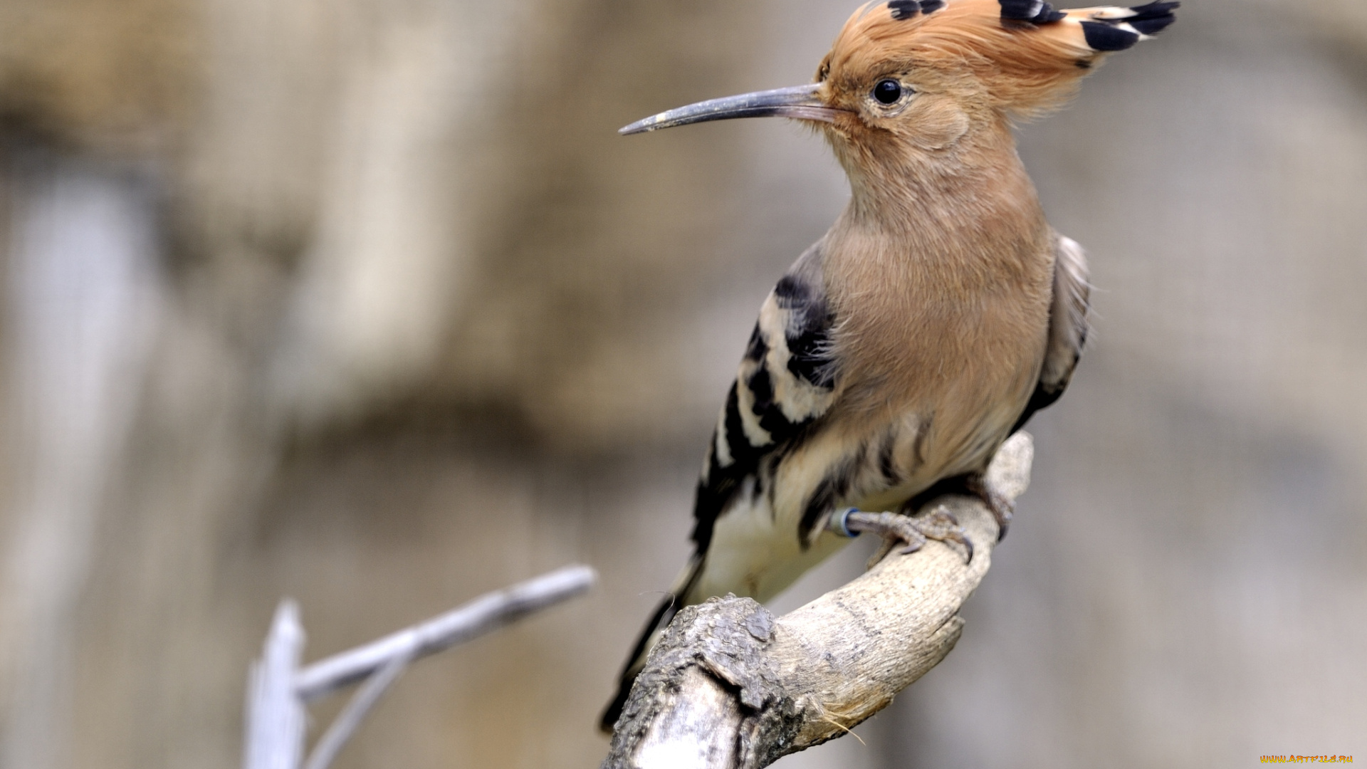 животные, удоды, хохолок