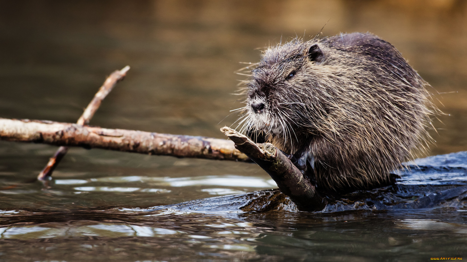 животные, выдры, каланы, ондатры, нутрия, мохнатая, сердитая