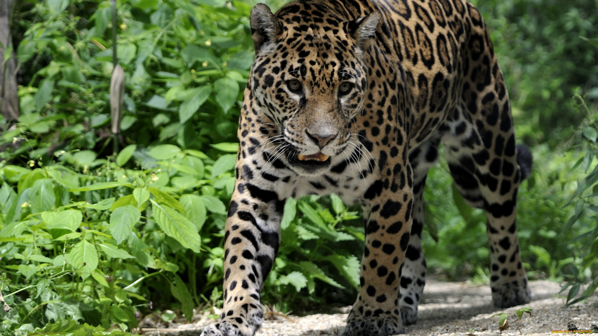 животные, Ягуары, хищник