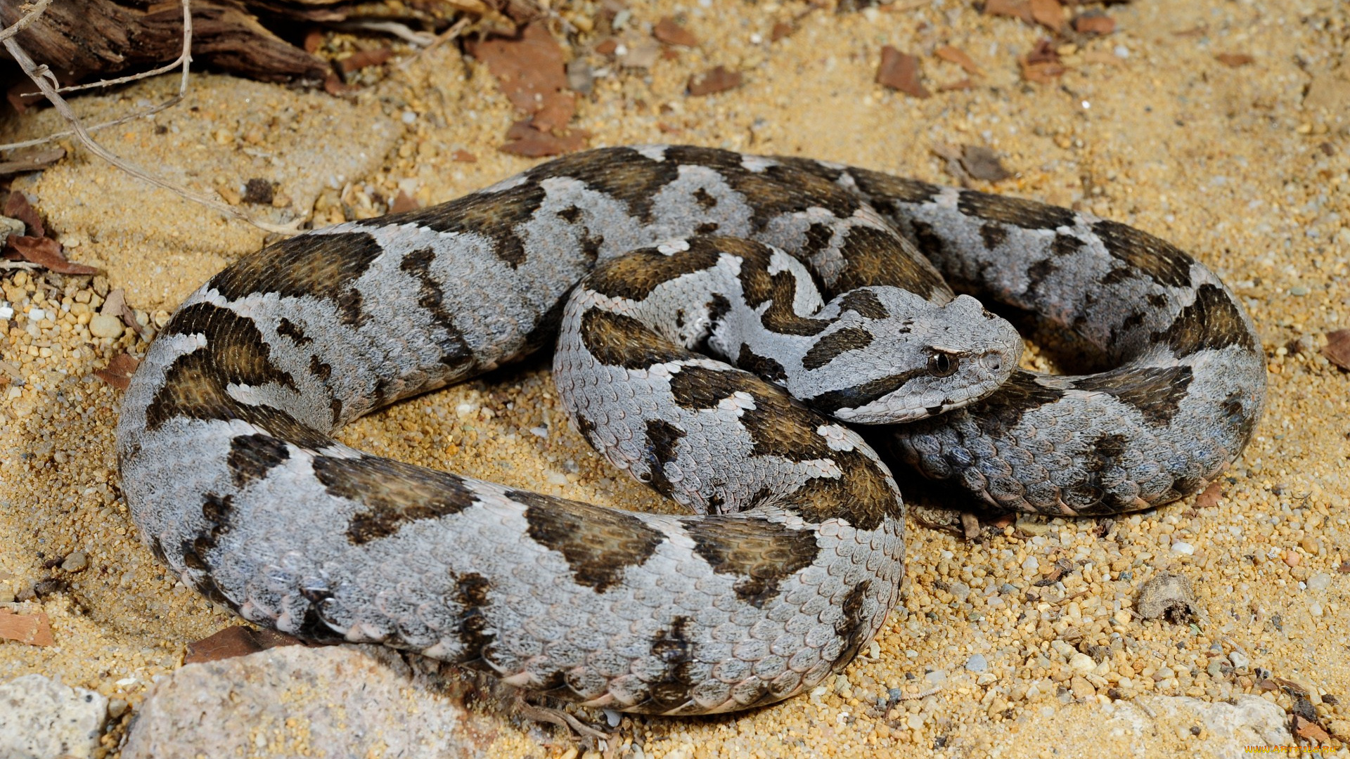 животные, змеи, питоны, кобры, угроза, камни, змея, корни