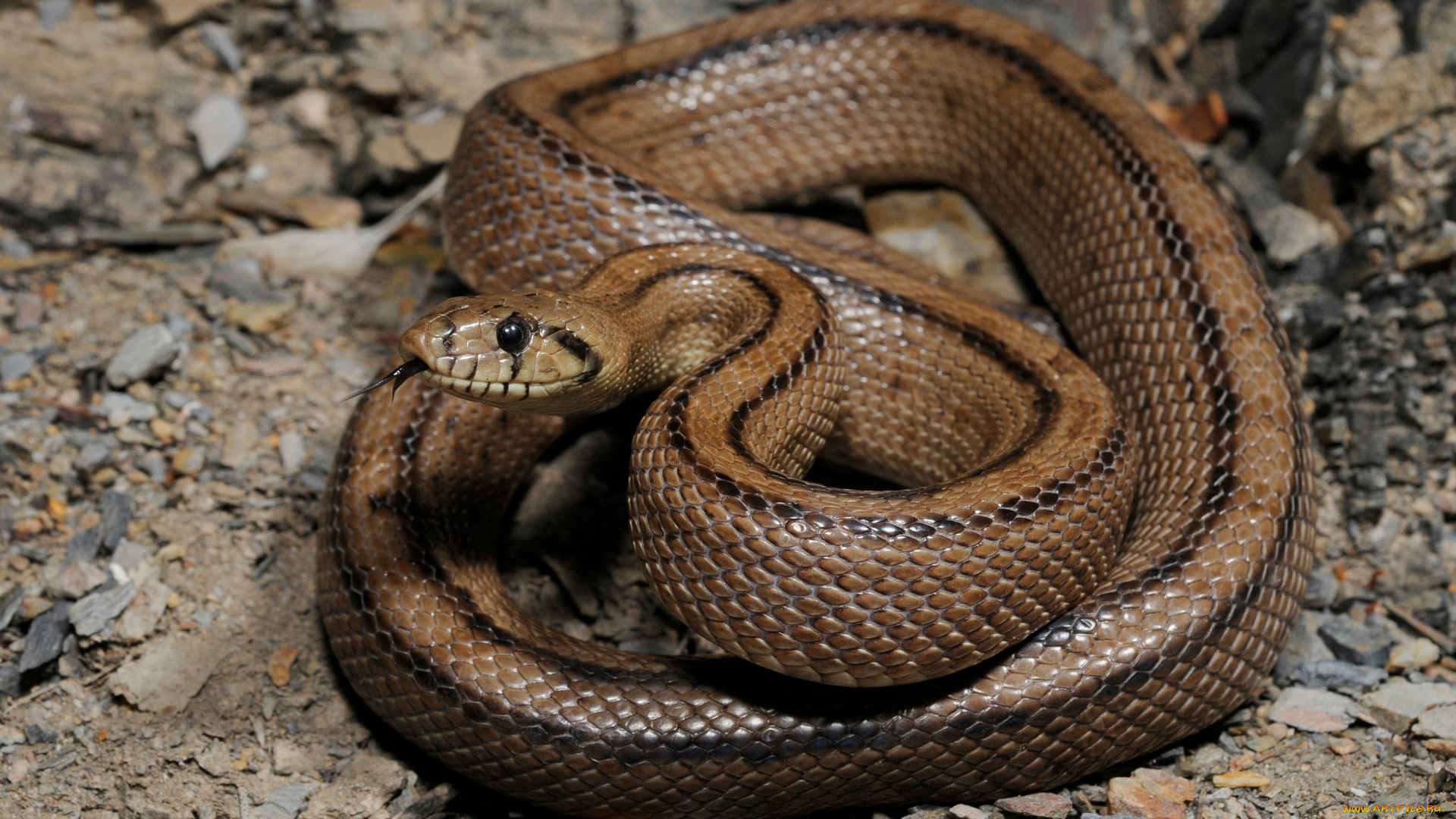 животные, змеи, питоны, кобры, язык, глаза, змея