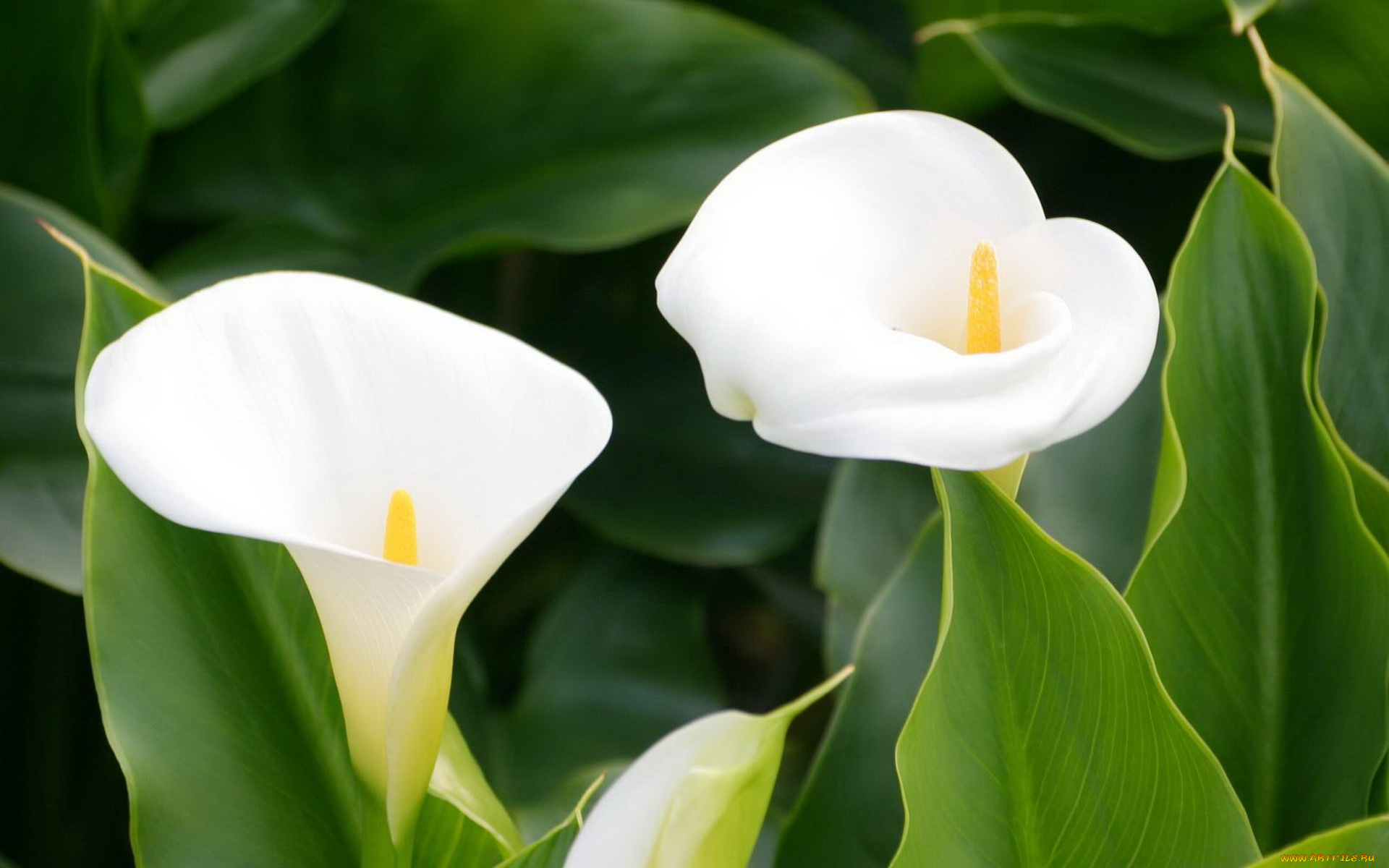 цветы, каллы