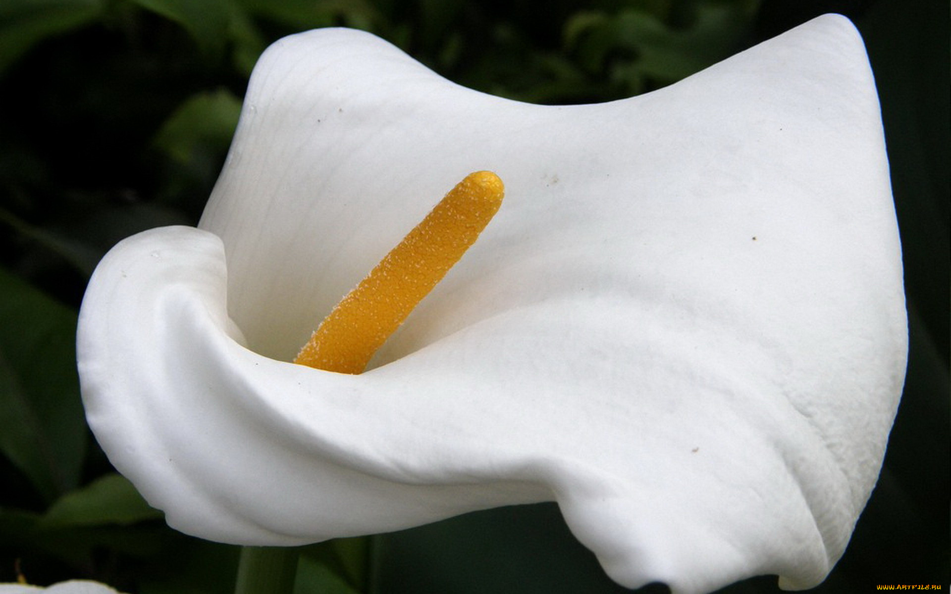 цветы, каллы