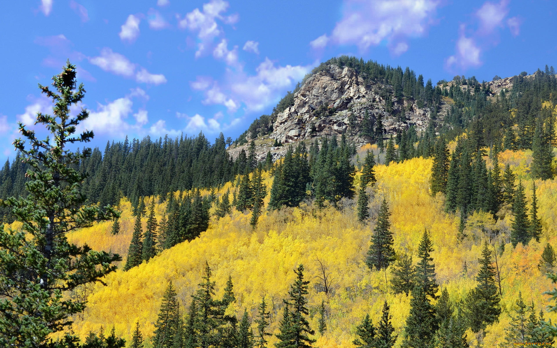 природа, горы, лес, гора