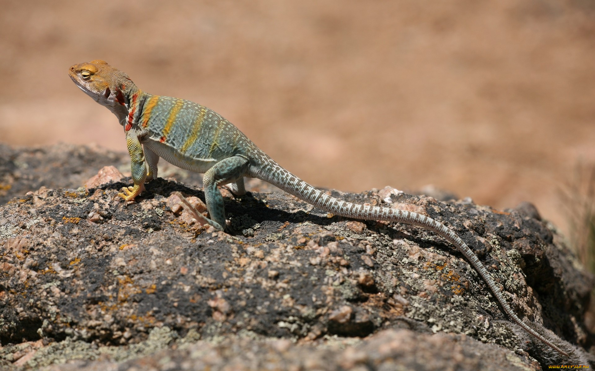 животные, Ящерицы, игуаны, вараны, ящерица, камень, пустыня, хвост