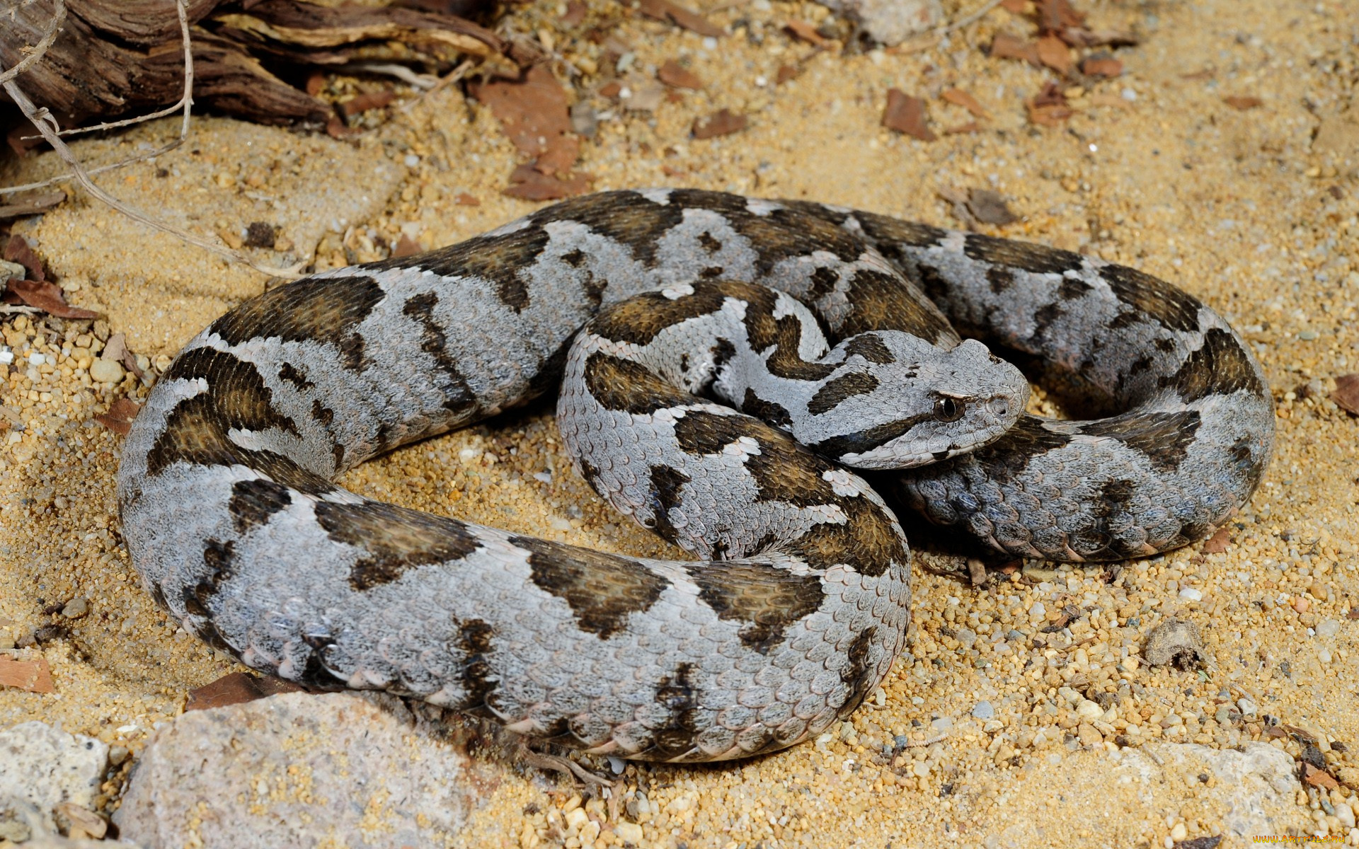 животные, змеи, питоны, кобры, угроза, камни, змея, корни