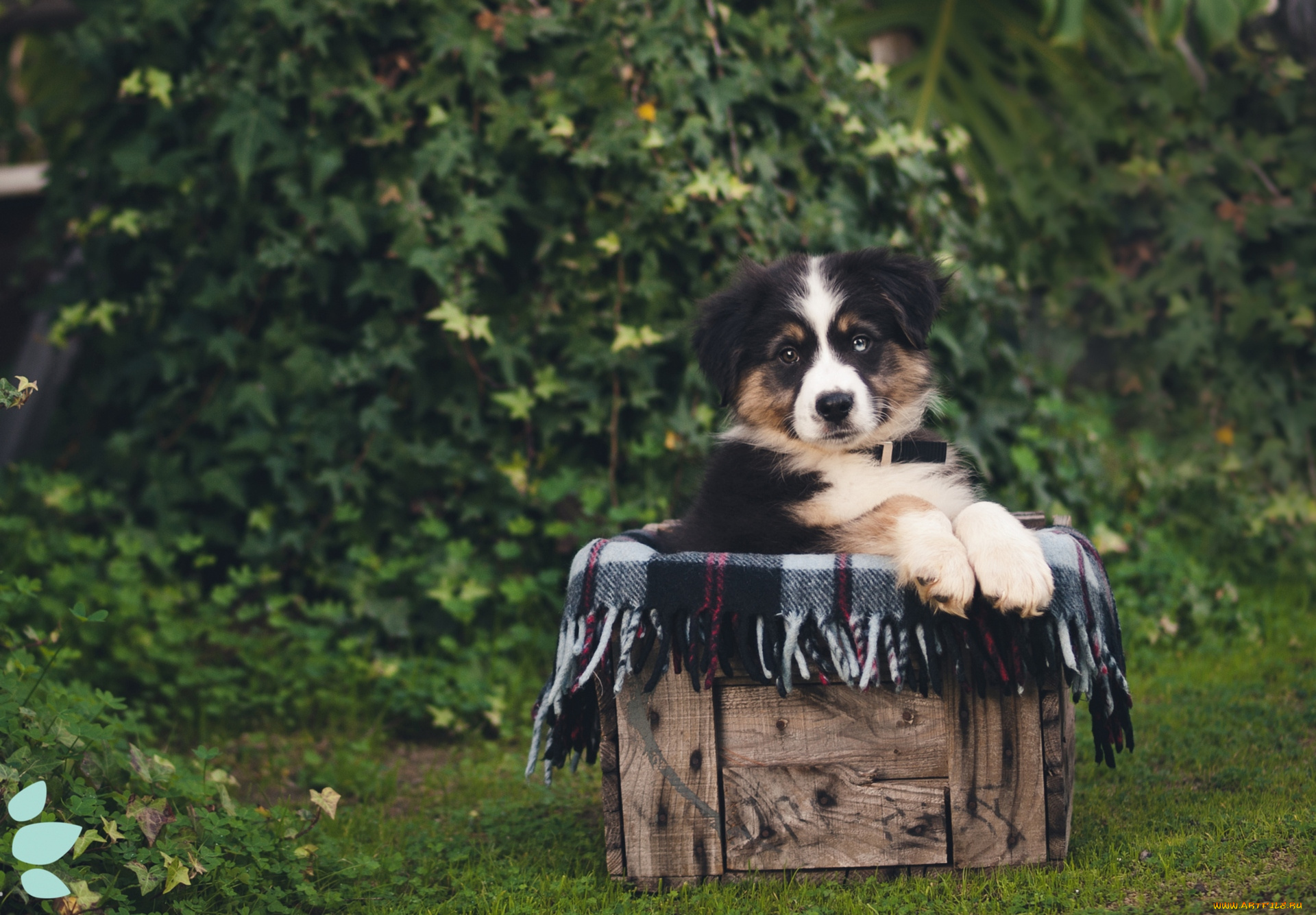 животные, собаки, щенок, милый