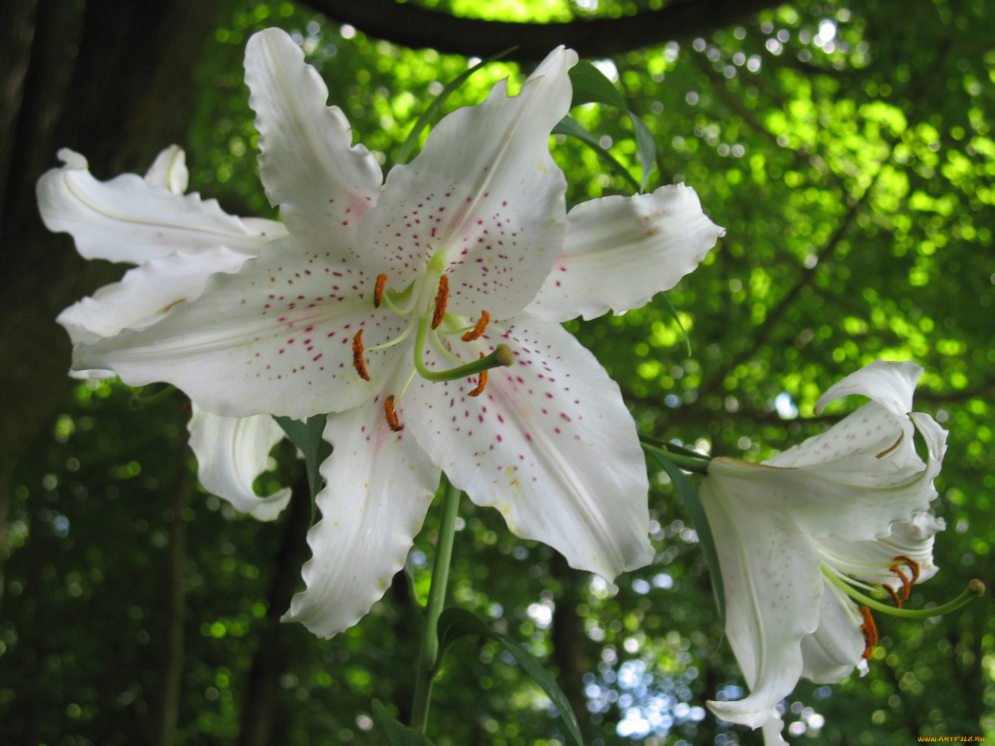 цветы, лилии, лилейники, лепестки
