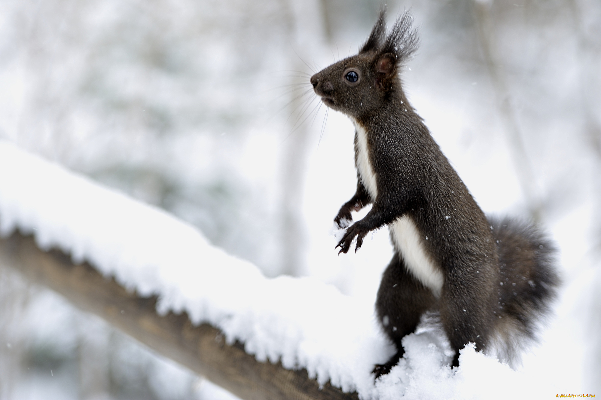 животные, белки, стойка, зверек, снег