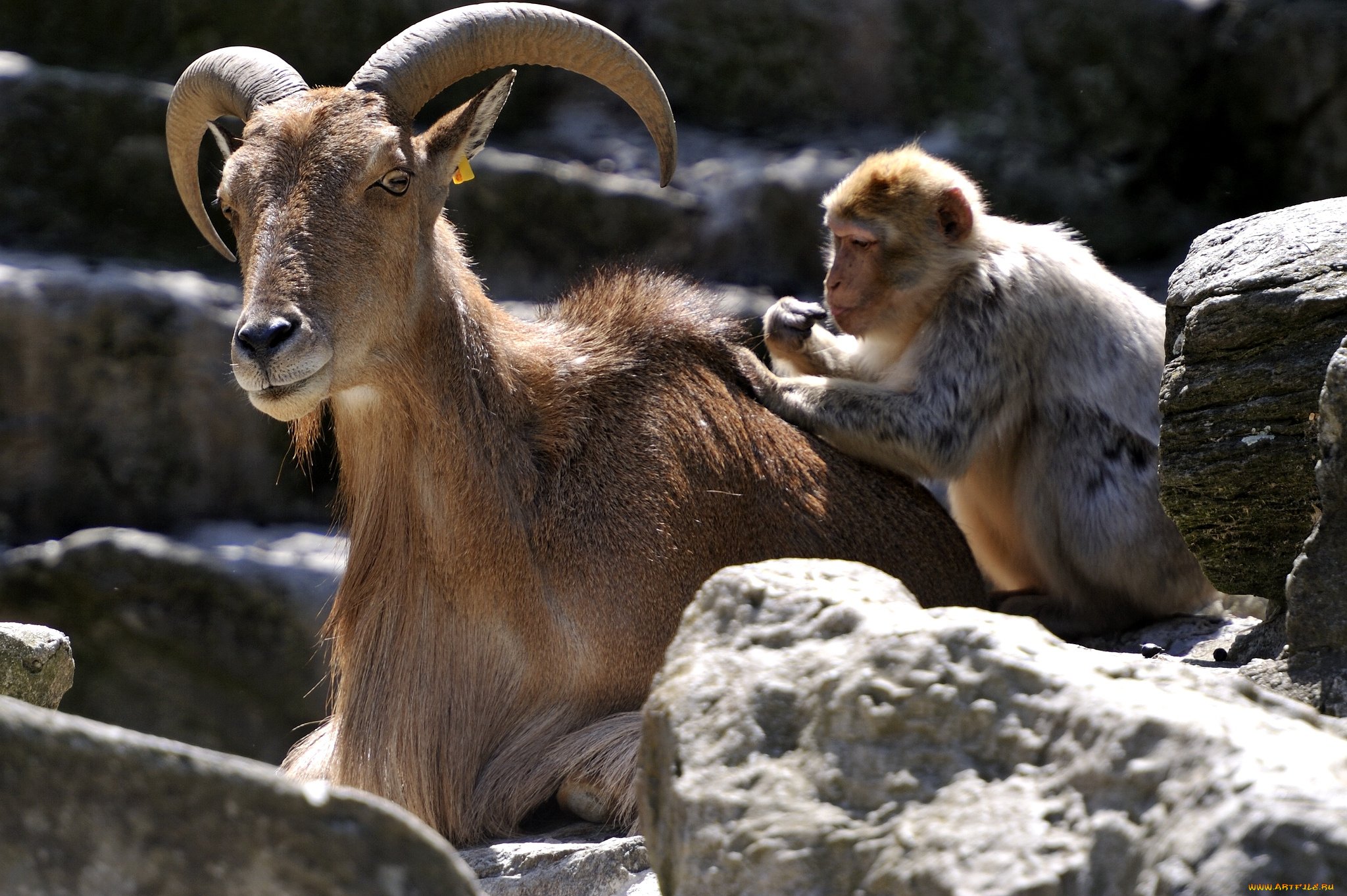 животные, разные, вместе, коза, друзья, мартышка