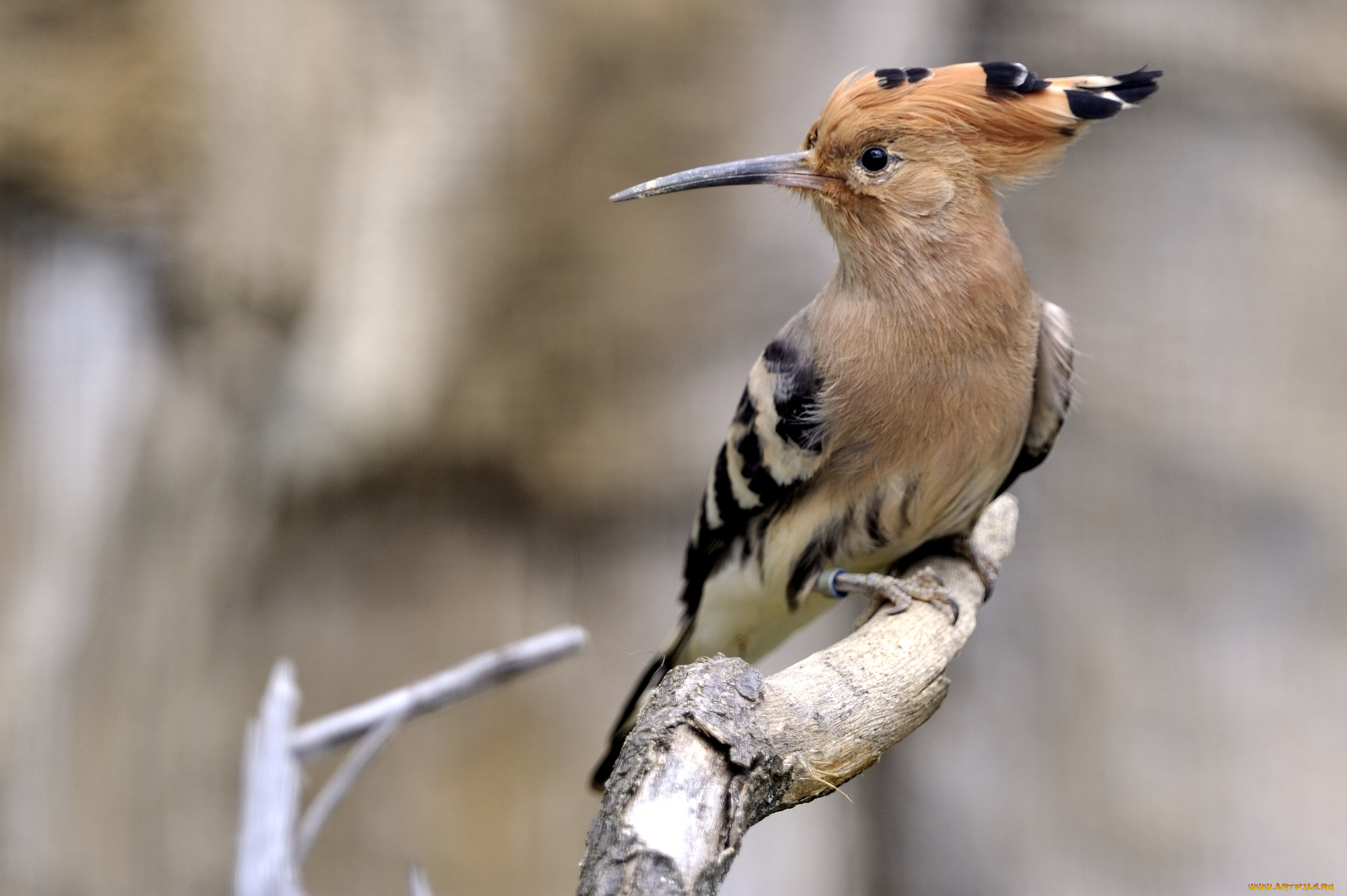 животные, удоды, хохолок