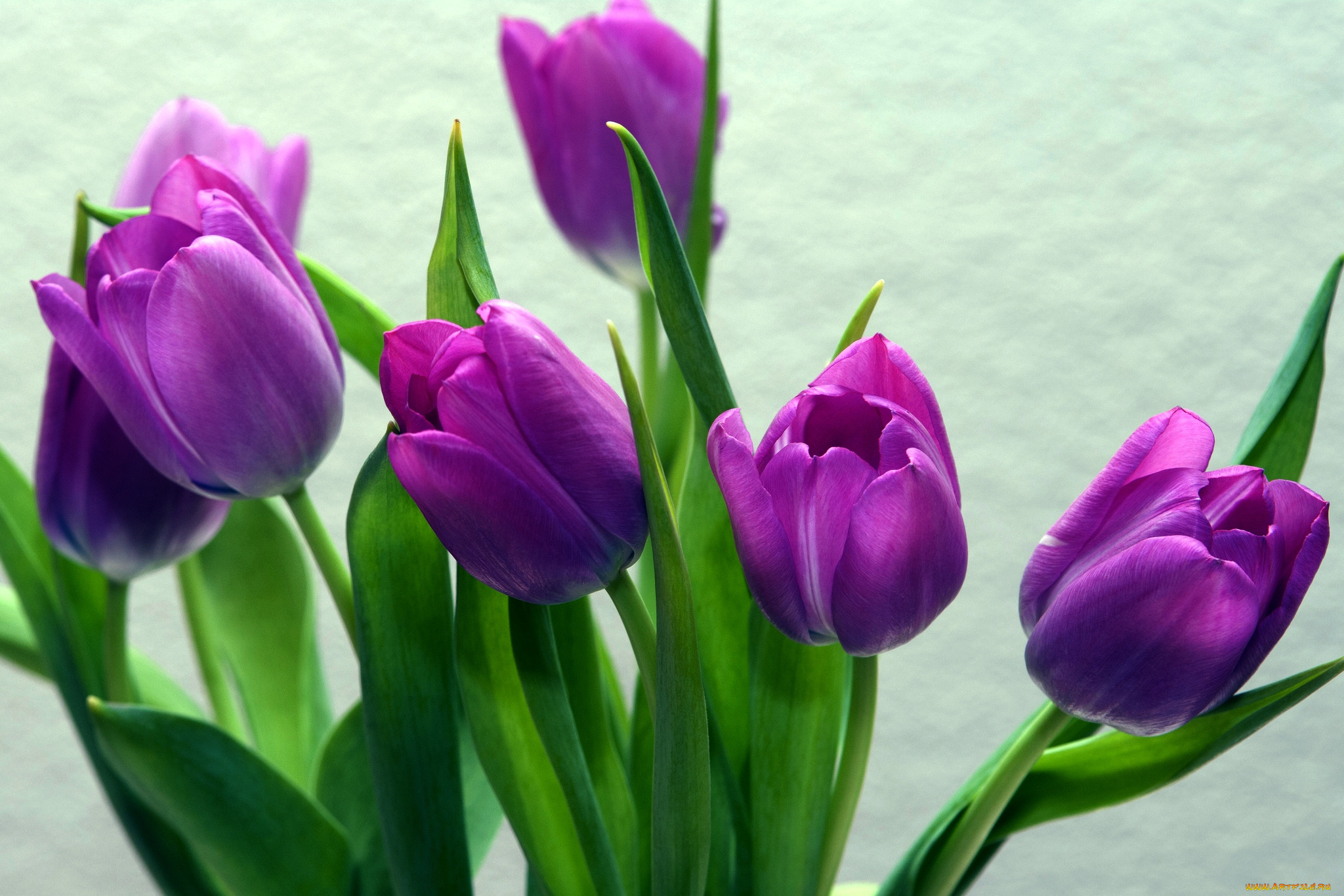 цветы, тюльпаны, лиловый