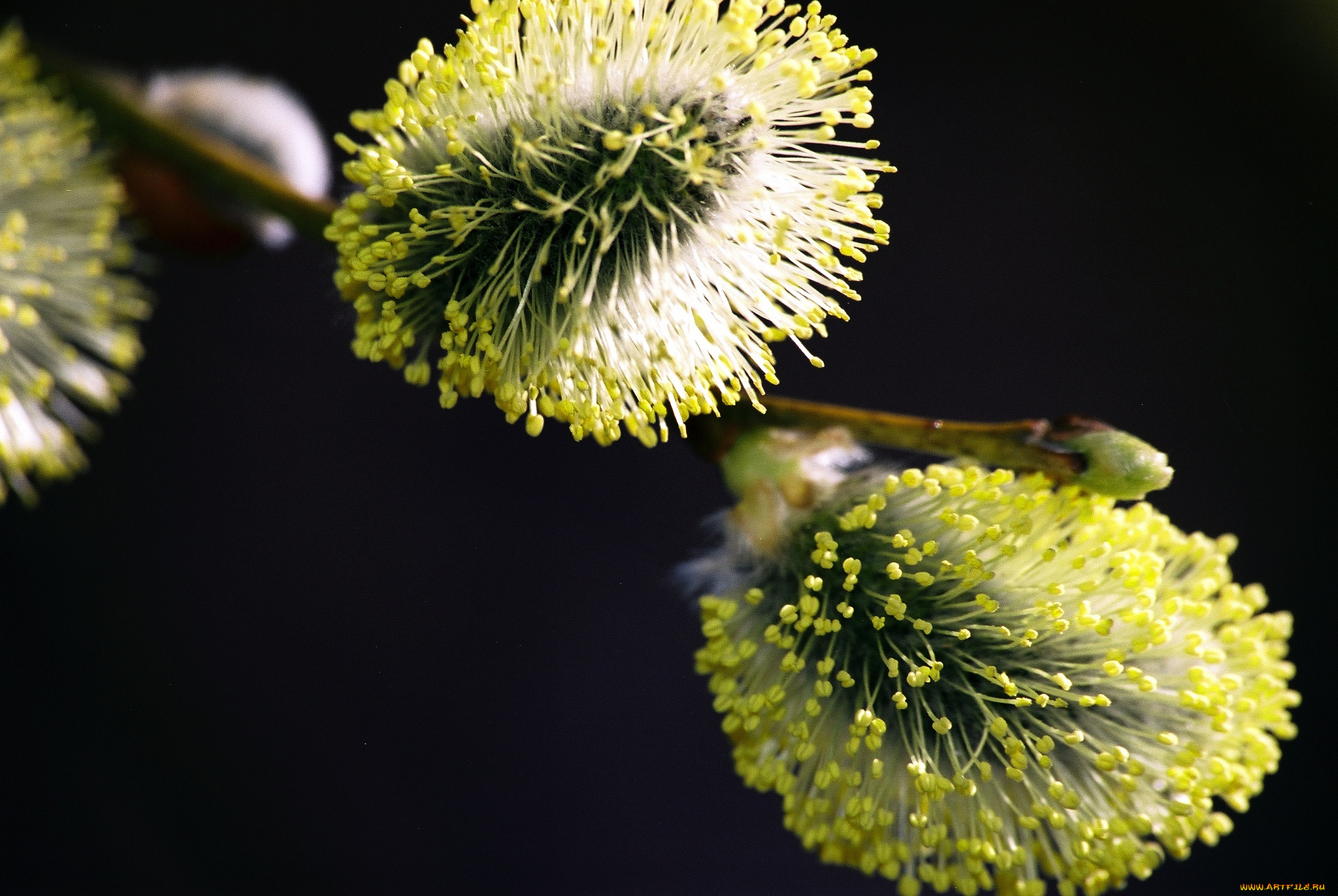 цветы, цветущие, деревья, кустарники, верба, котики, макро