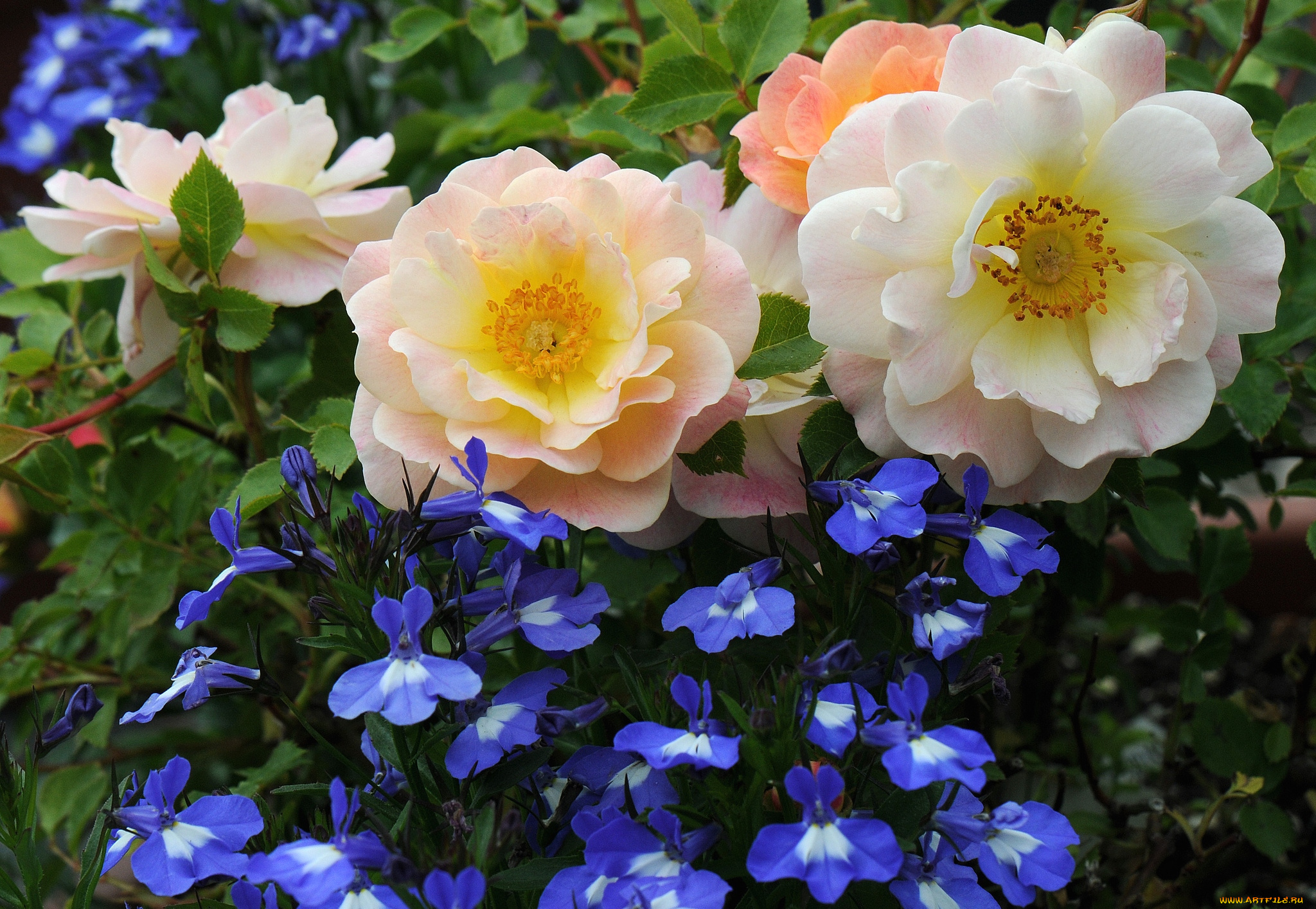 цветы, разные, вместе, розы, лобелия