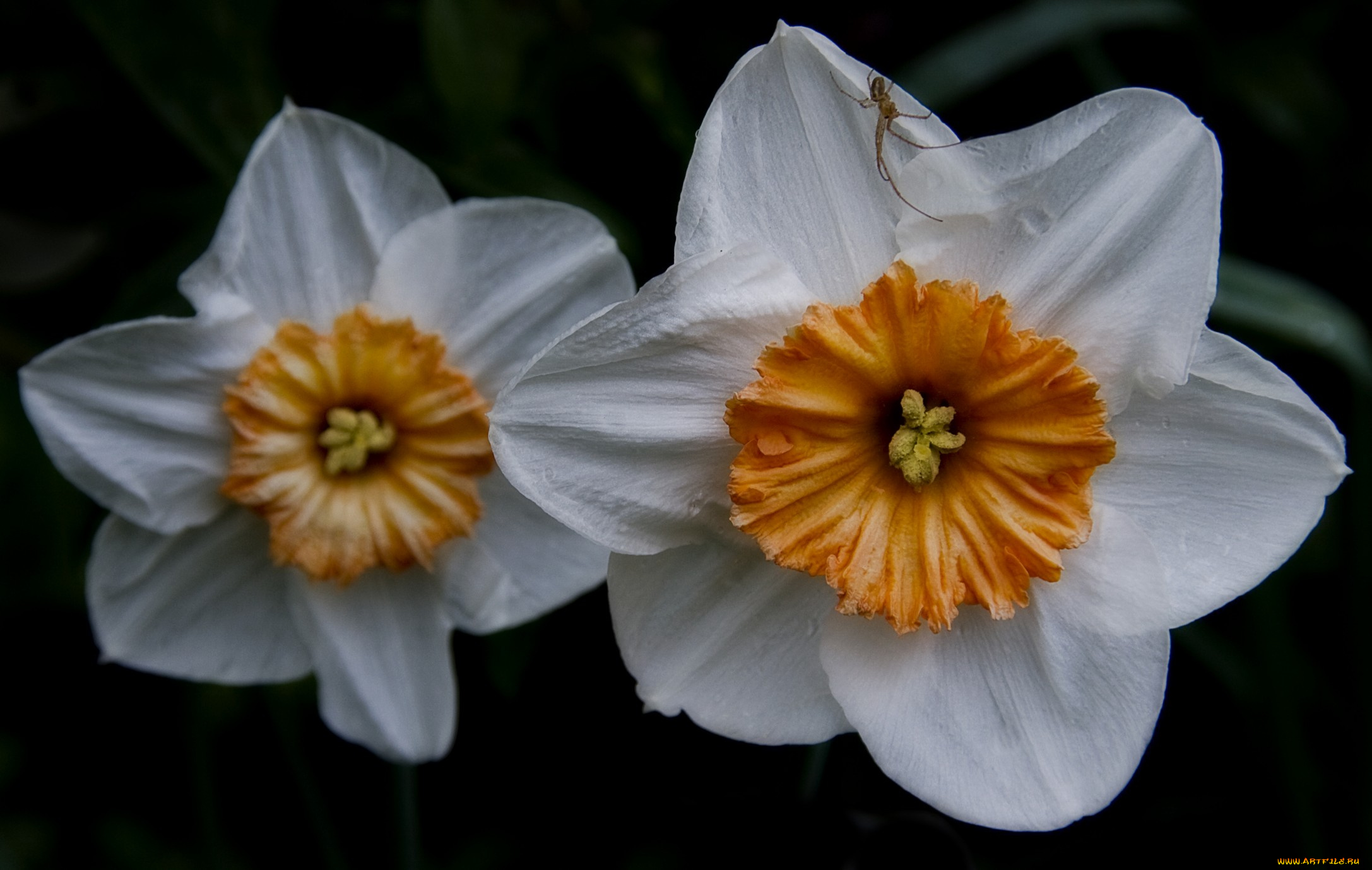 цветы, нарциссы, паучок, лепестки
