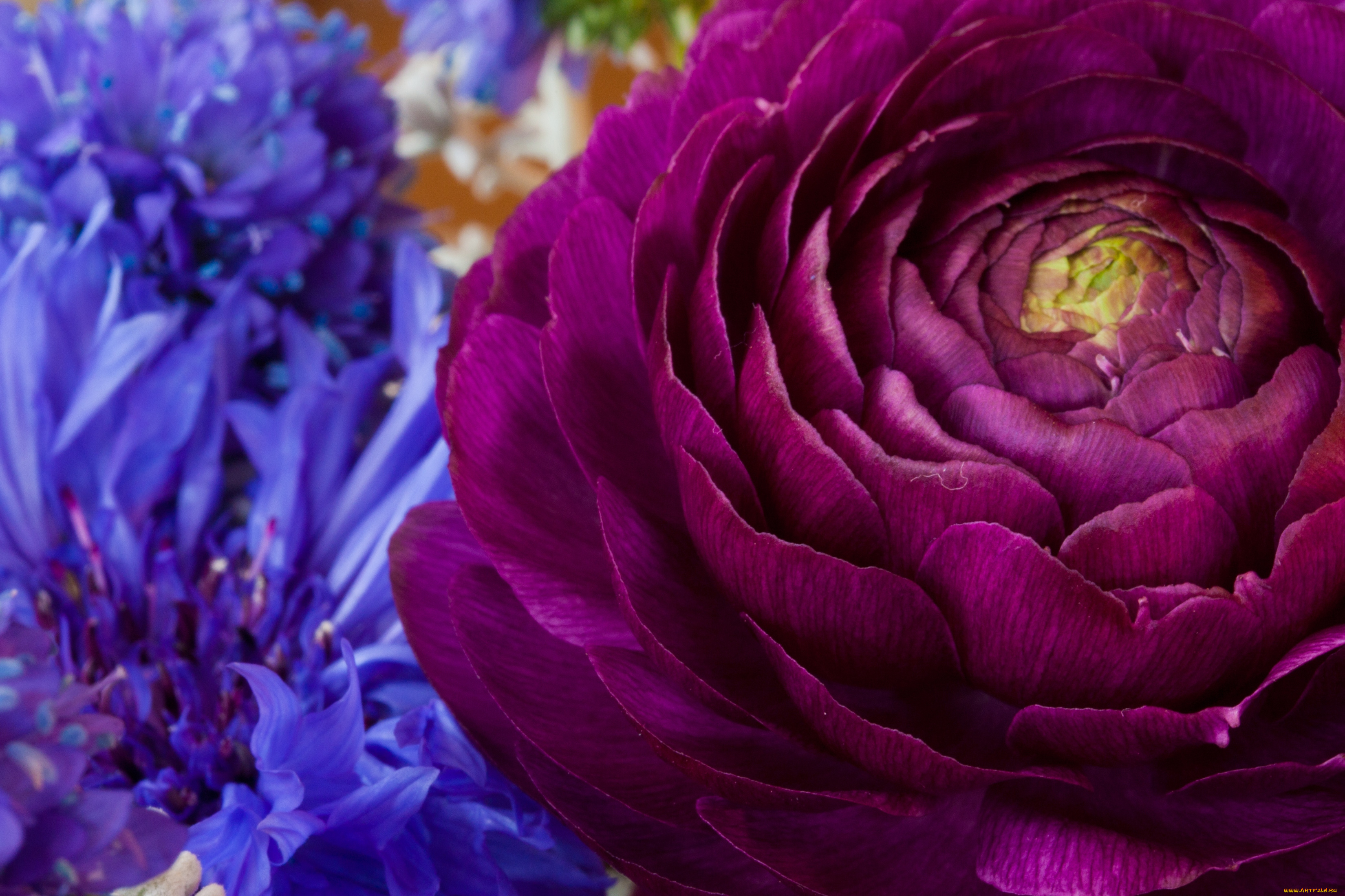 цветы, разные, вместе, ранункулюс, васильки