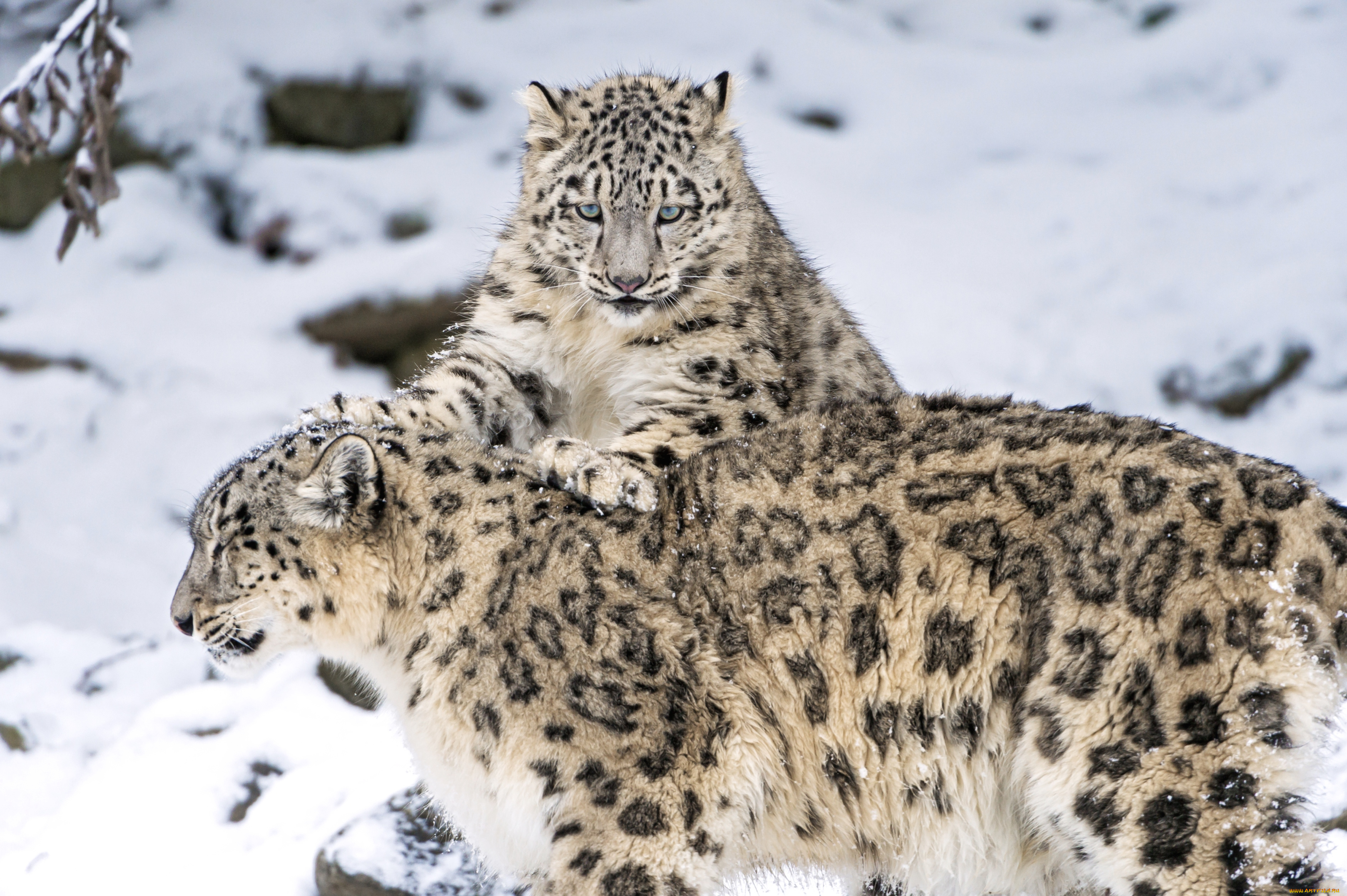 животные, снежный, барс, ирбис, барсы, малыш, мама