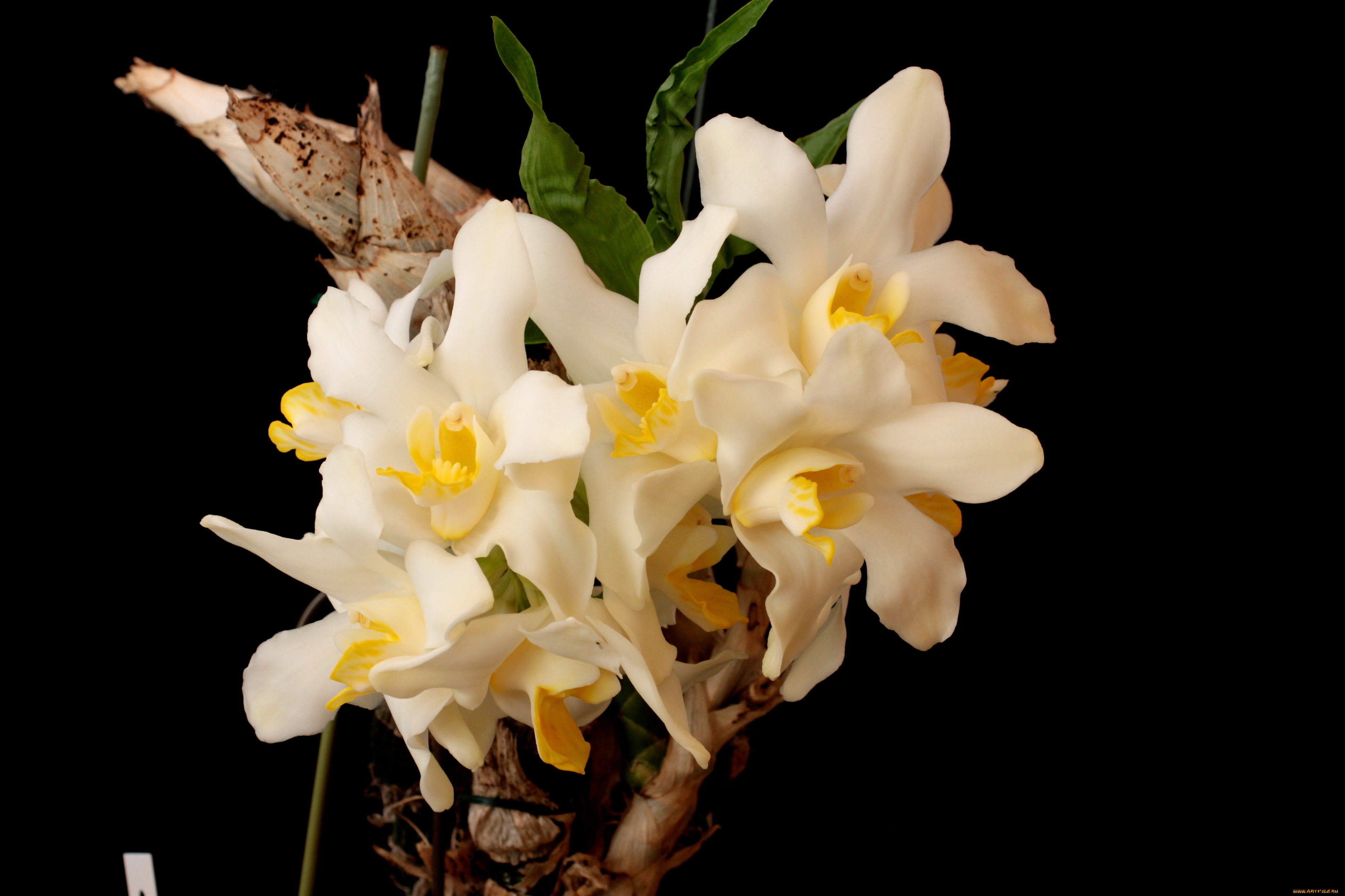 цветы, орхидеи