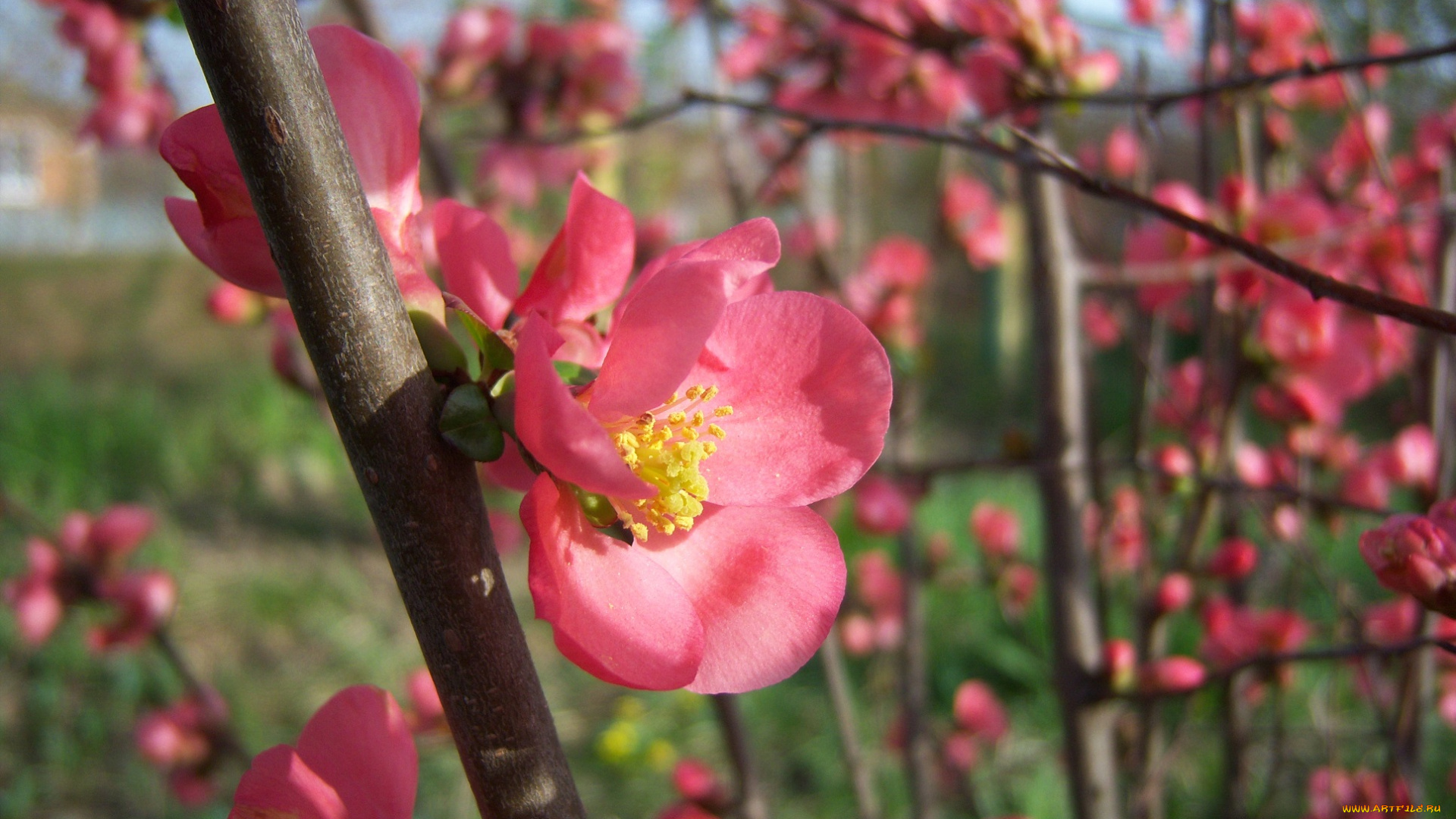 цветы, айва, розовый, цветок, веточка
