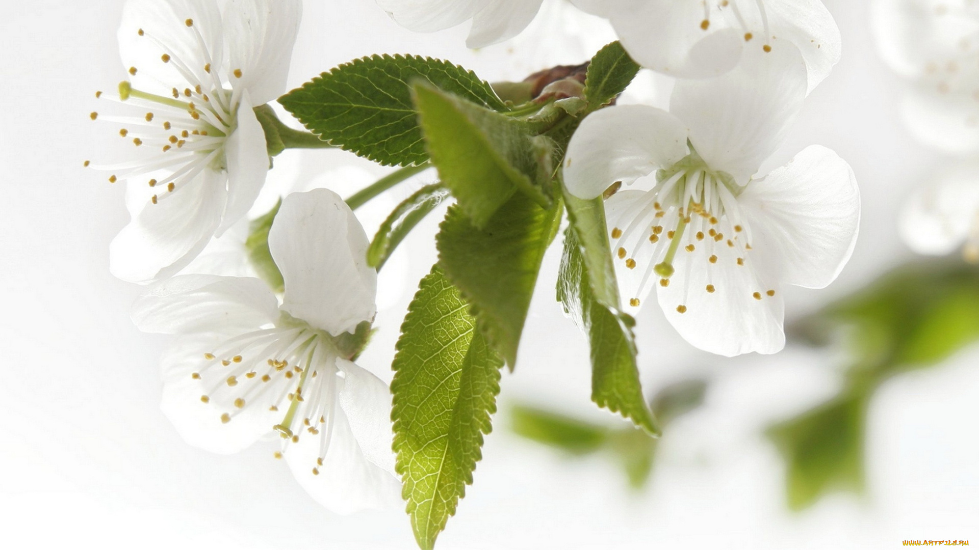 цветы, цветущие, деревья, , , кустарники, цветущее, дерево, цветки, листья, весна