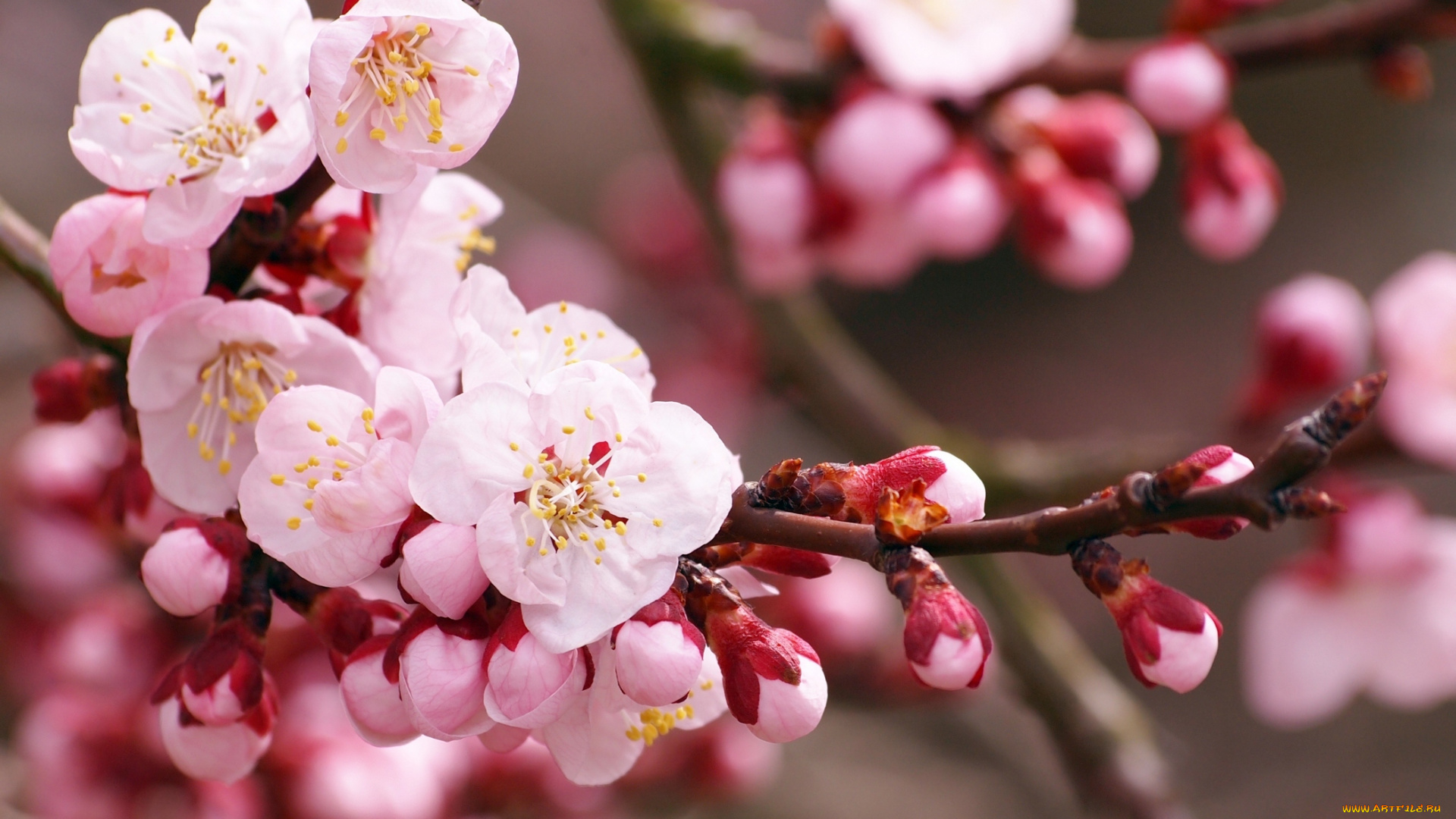 цветы, цветущие, деревья, , , кустарники, цветущее, дерево, цветки, листья, весна