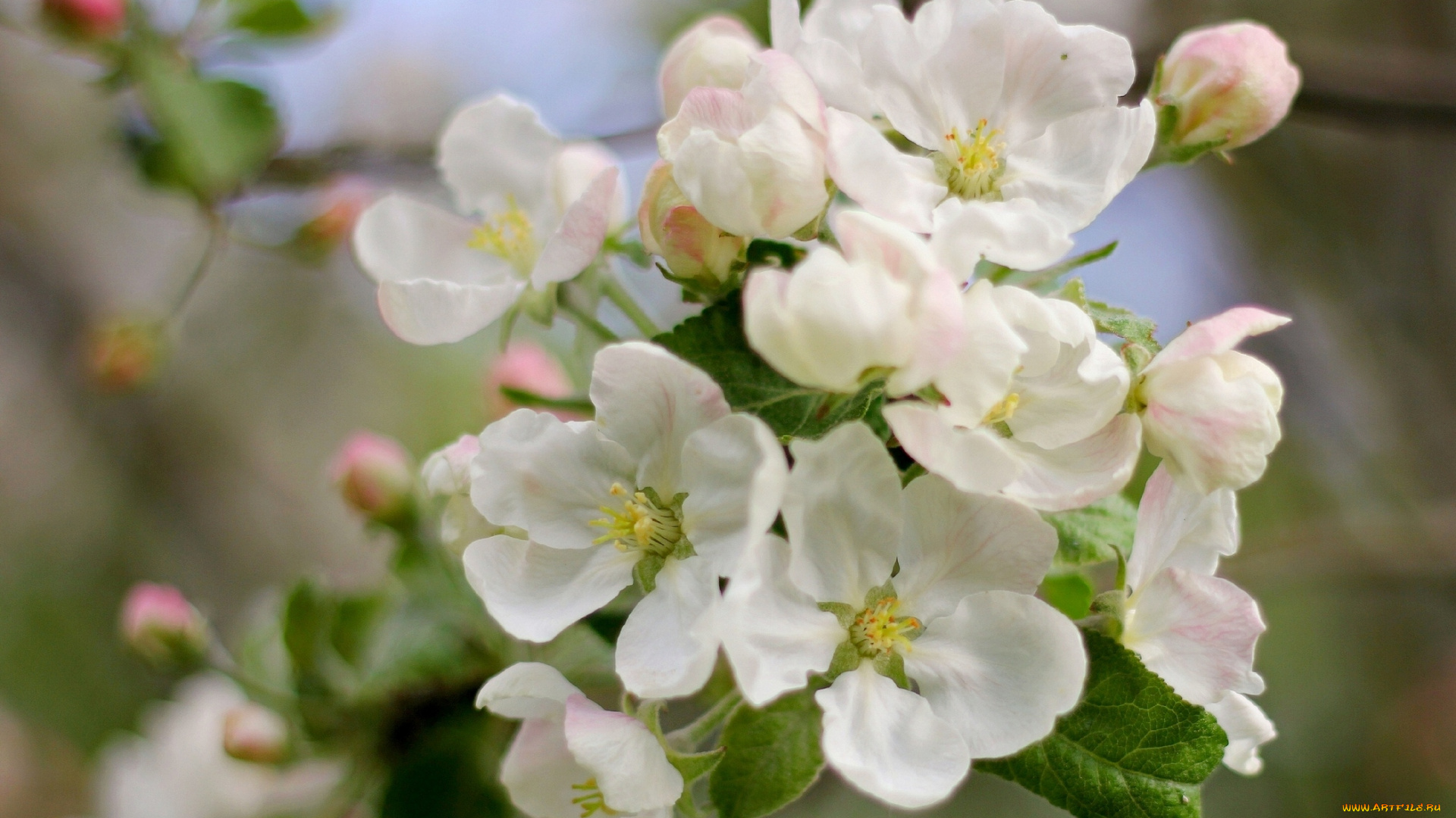 цветы, цветущие, деревья, , , кустарники, цветущее, дерево, цветки, листья, весна