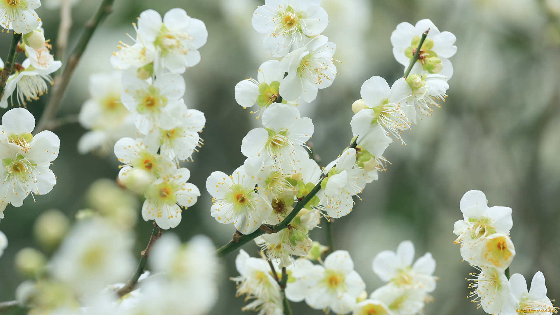 цветы, цветущие, деревья, , , кустарники, весна, цветение, вишня, белые, ветки
