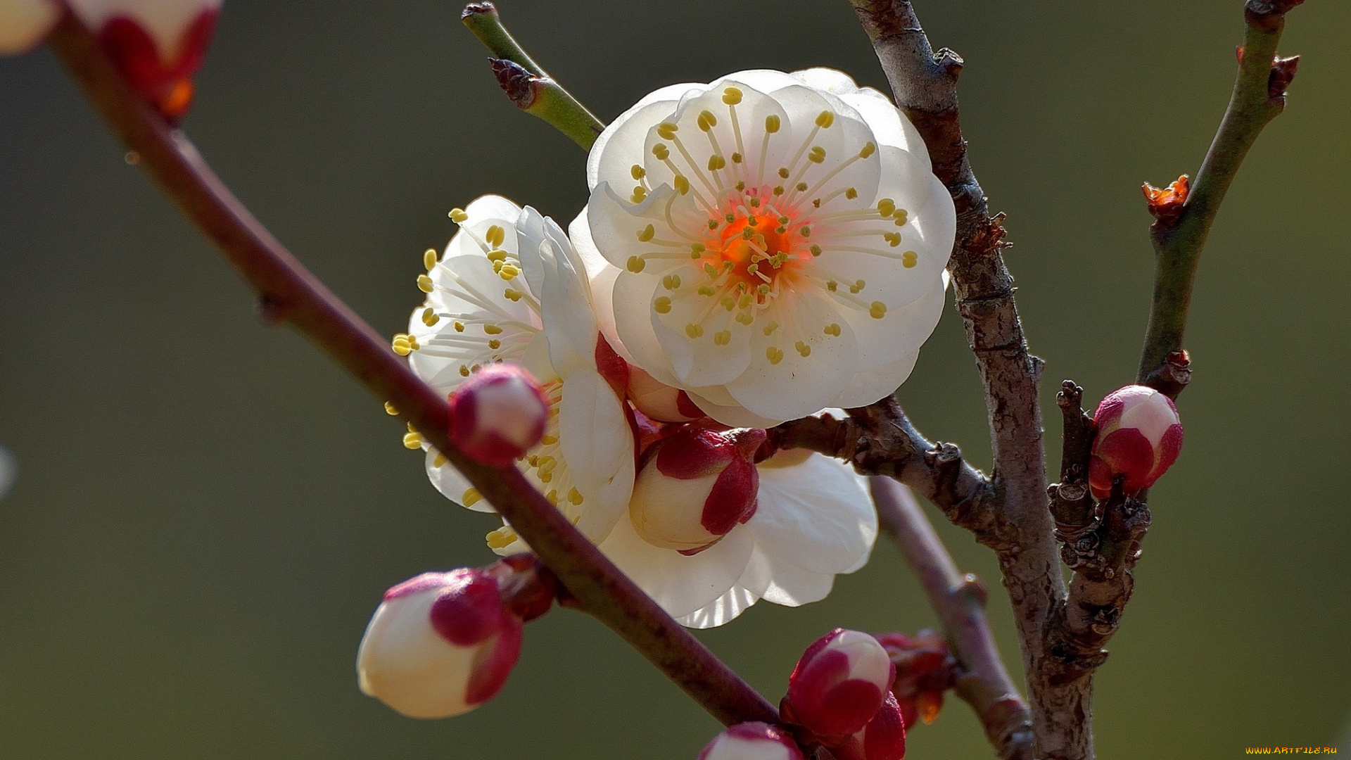 цветы, цветущие, деревья, , , кустарники, ветка, дерево