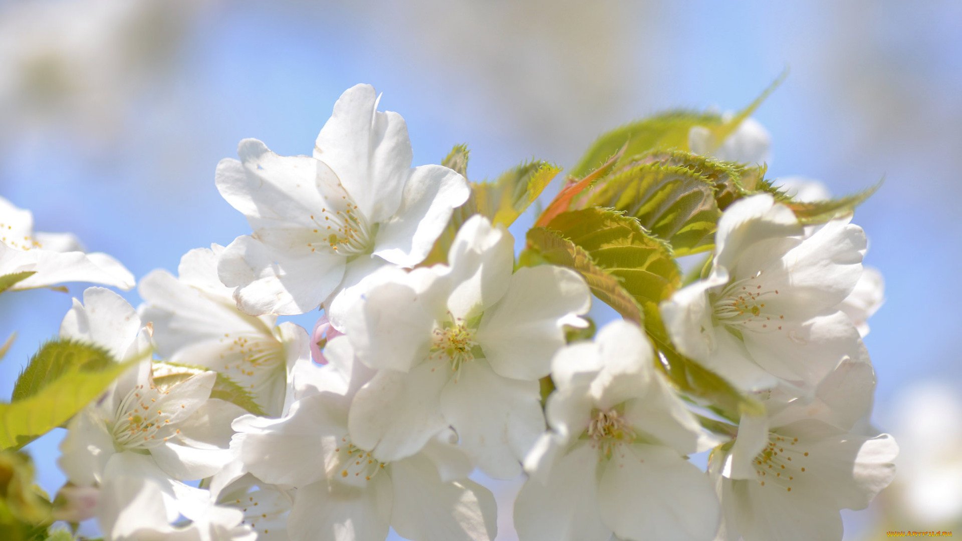 цветы, цветущие, деревья, , , кустарники, весна