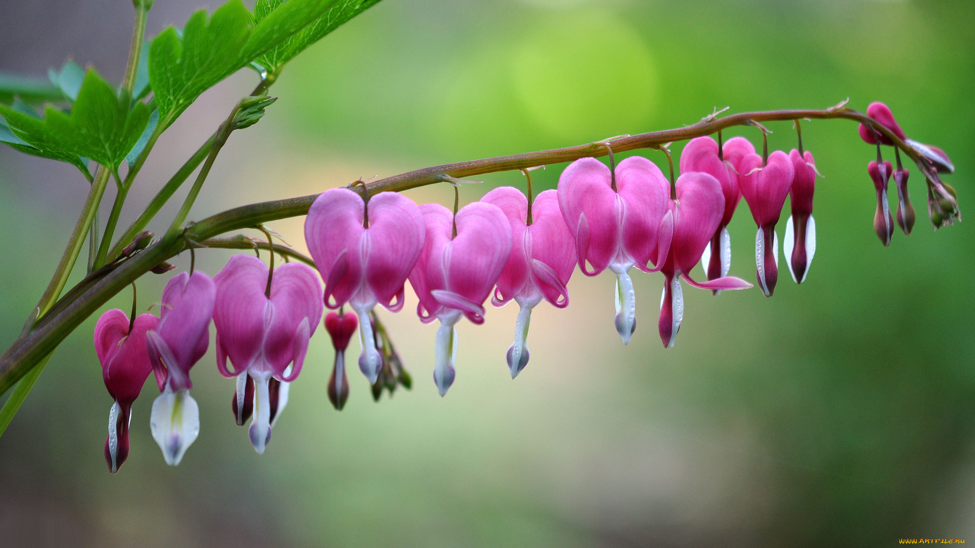 цветы, дицентра, , разбитое, сердце, дицентра, листья, стебель