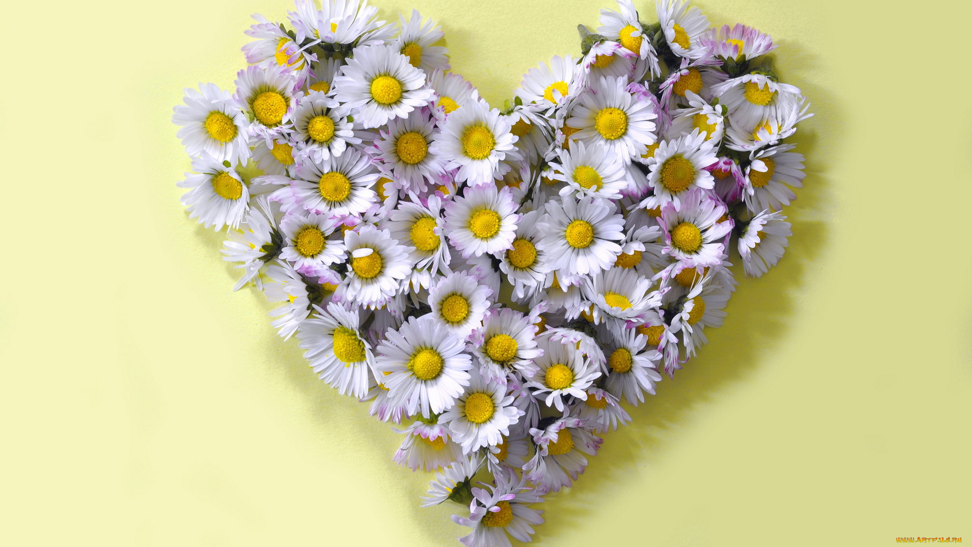 цветы, маргаритки, стиль, форма