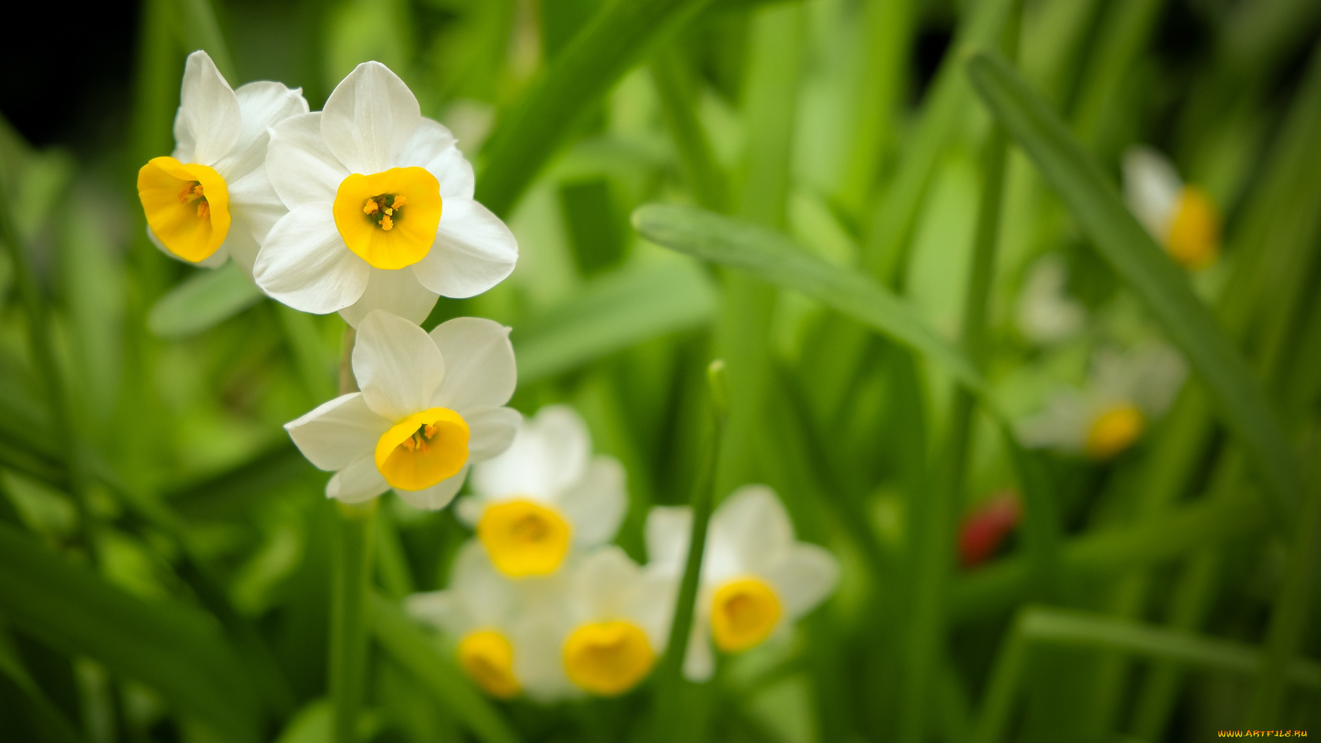 цветы, нарциссы, листья