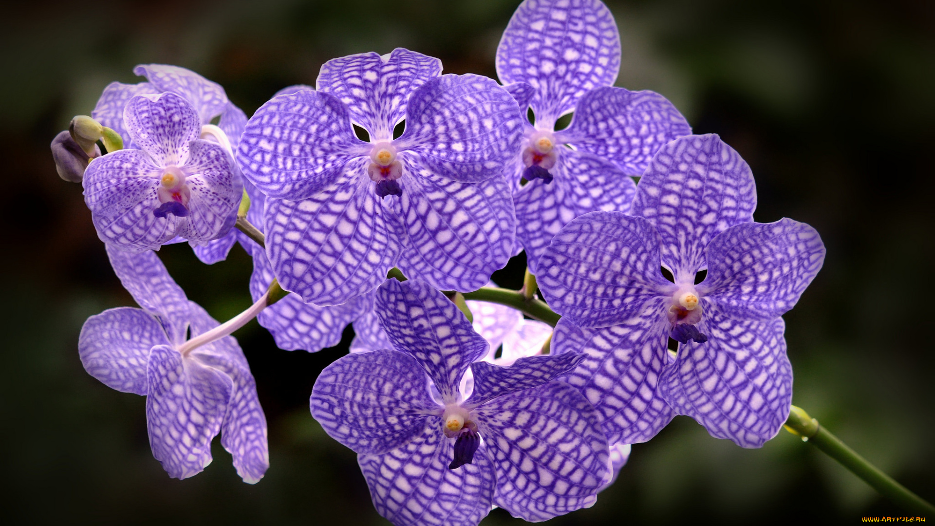 цветы, олеандры, ветка