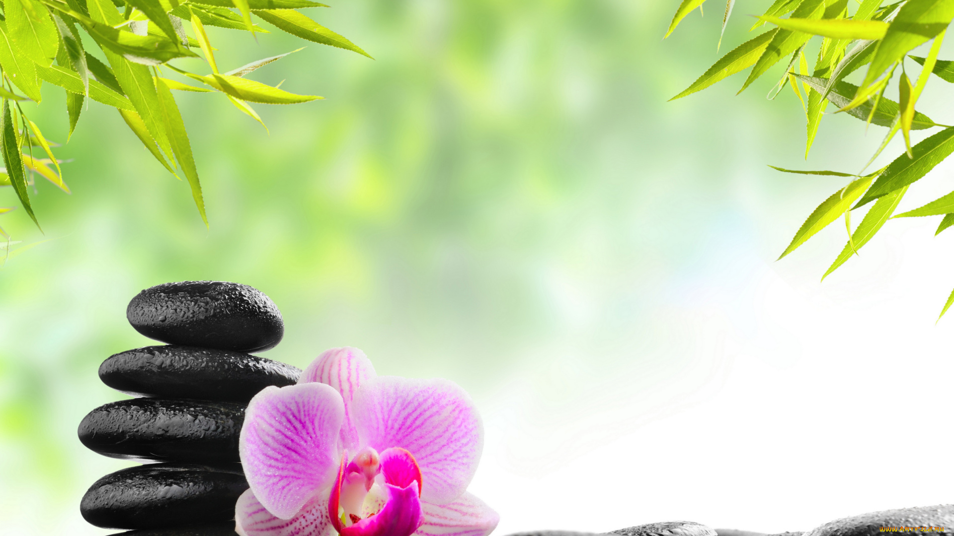 цветы, орхидеи, листья, камни, орхидея