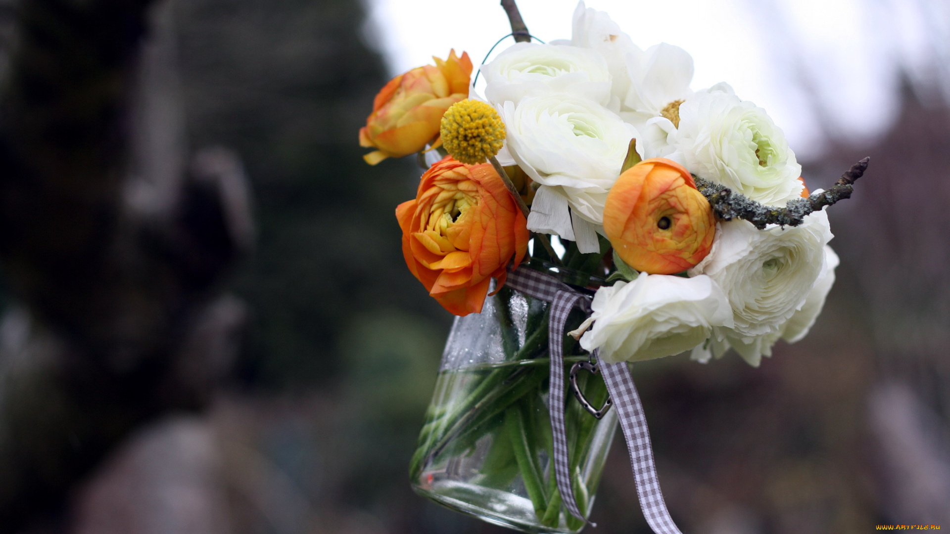 цветы, ранункулюс, , азиатский, лютик, ветка, бант