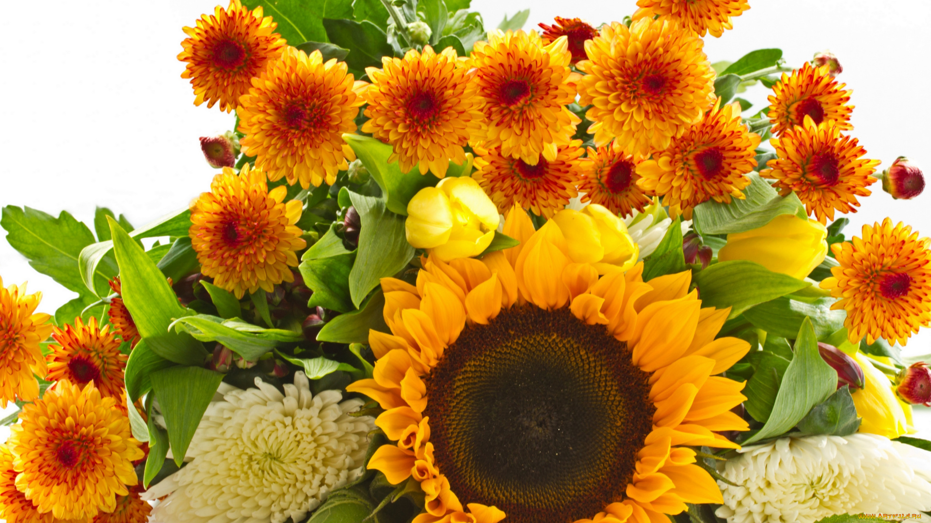 цветы, разные, вместе, белый, фон, букет, подсолнух, хризантема, георгин, тюльпаны