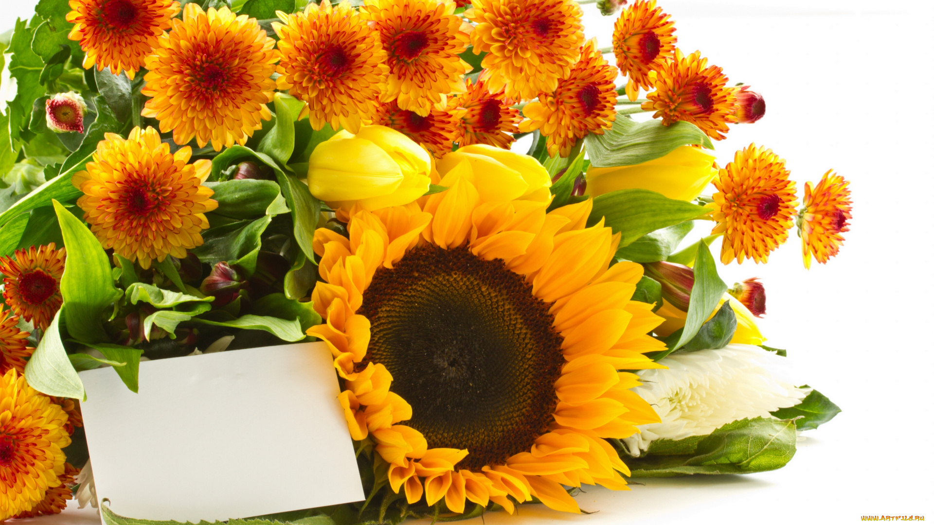 цветы, разные, вместе, белый, фон, букет, подсолнух, хризантема, георгин, тюльпаны