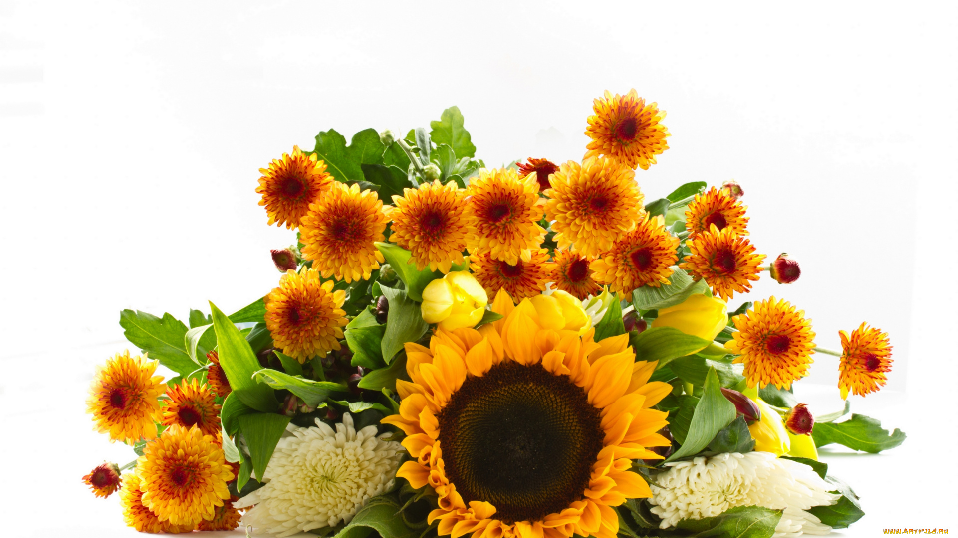 цветы, разные, вместе, белый, фон, букет, подсолнух, хризантема, георгин, тюльпаны