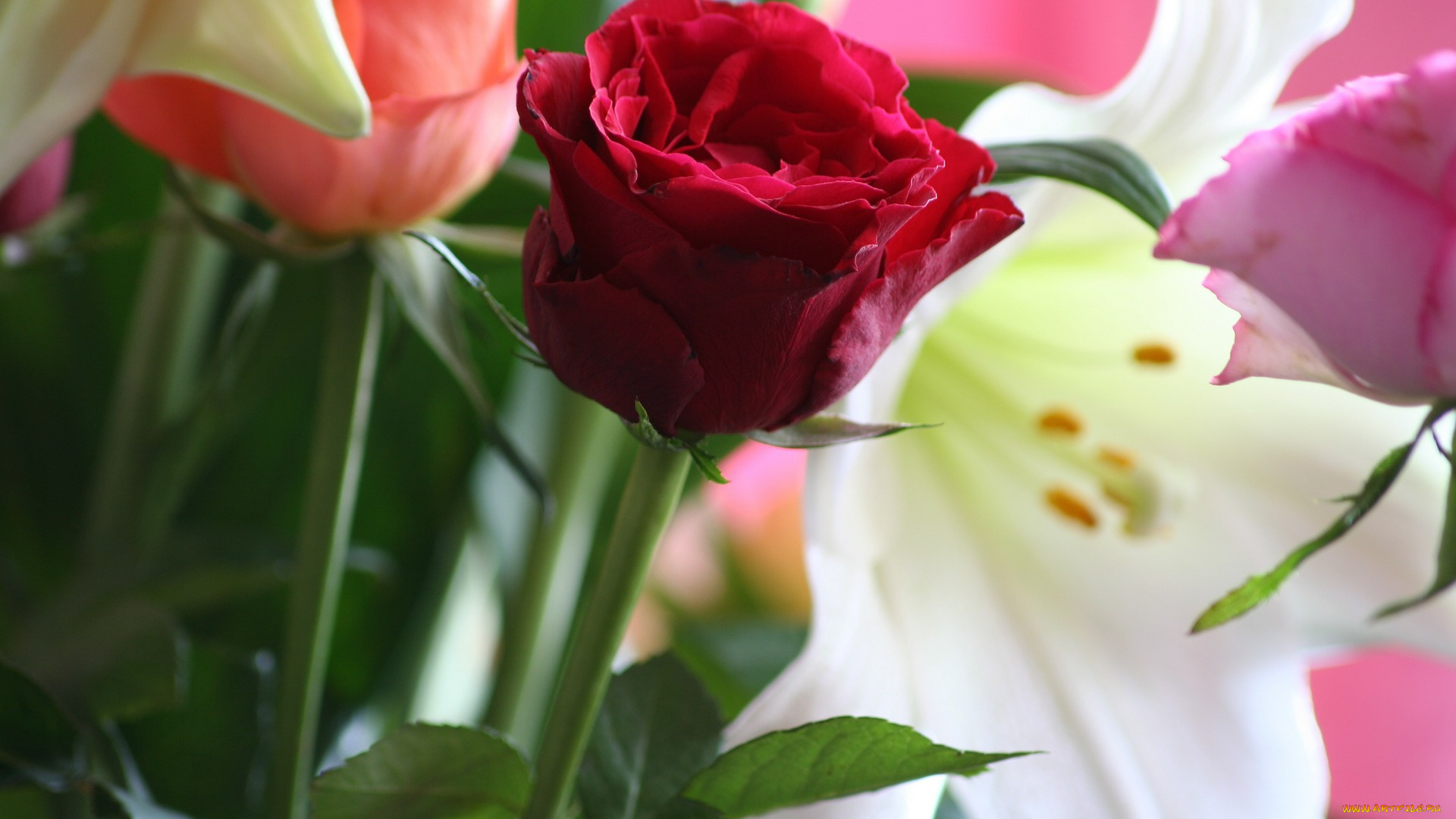 цветы, разные, вместе, роза