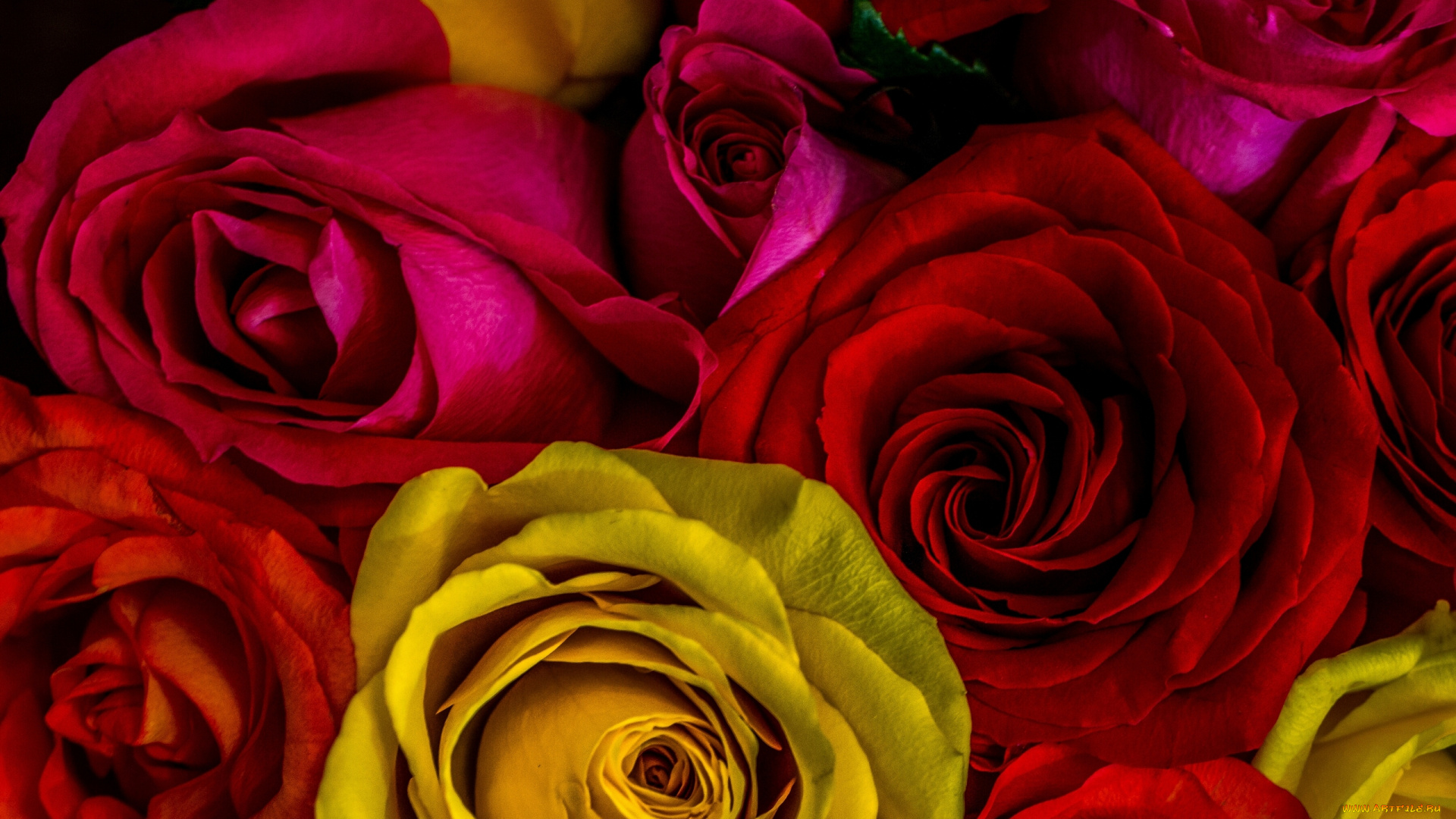 цветы, розы, макро, бутоны