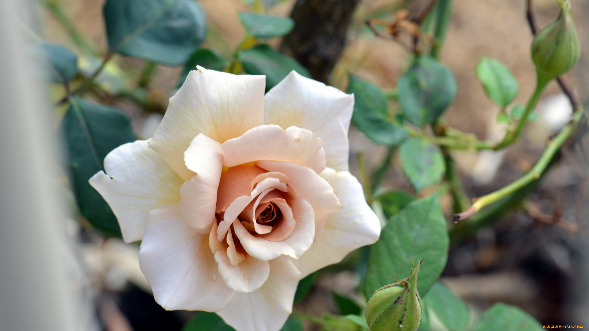 цветы, розы, одиночка