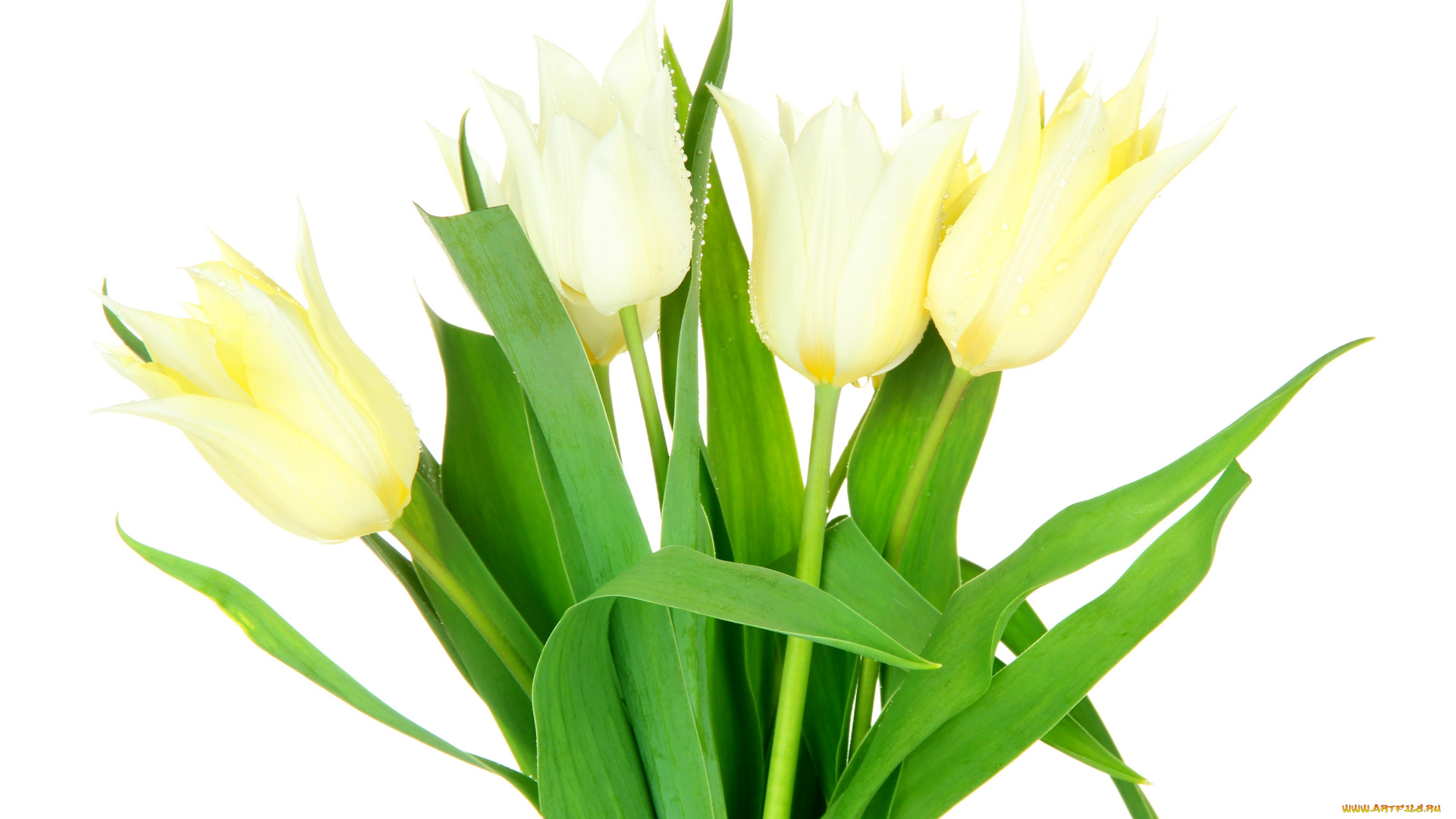 цветы, тюльпаны, белый, фон, белые, букет