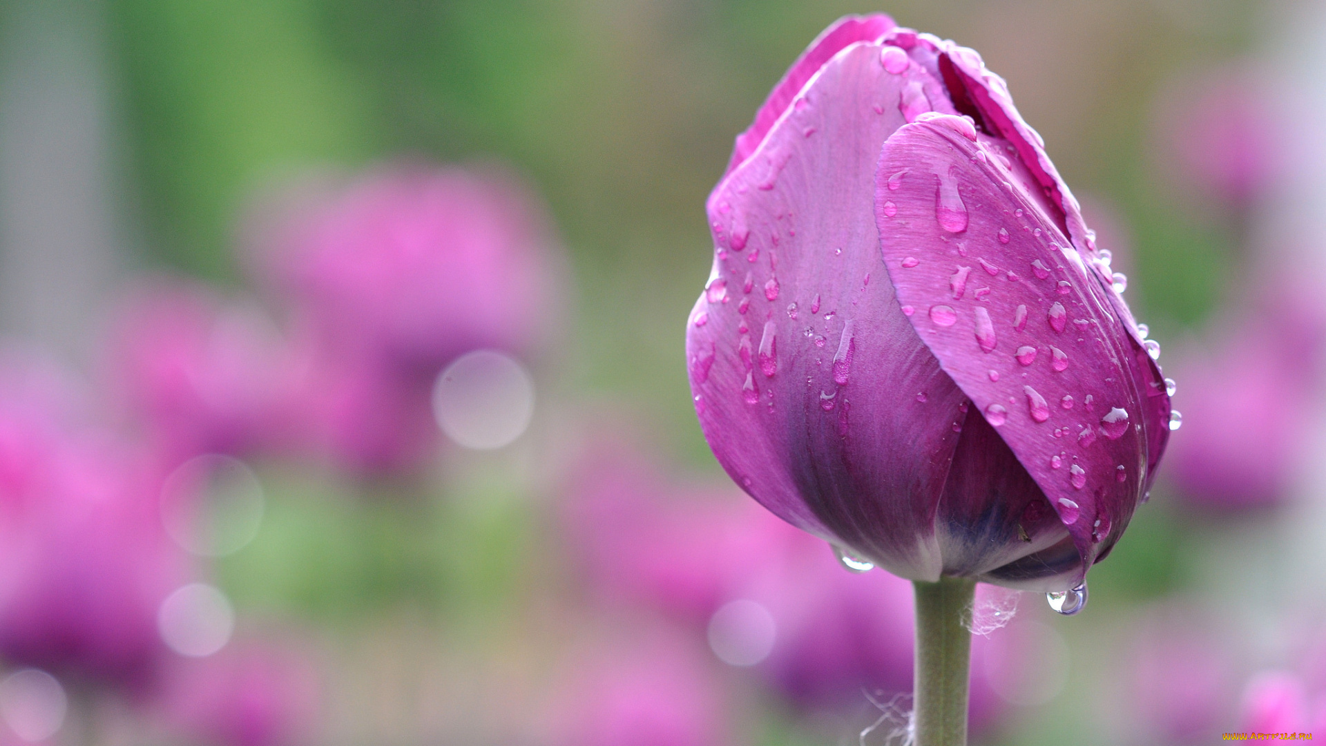 цветы, тюльпаны, тюльпан, капли, роса