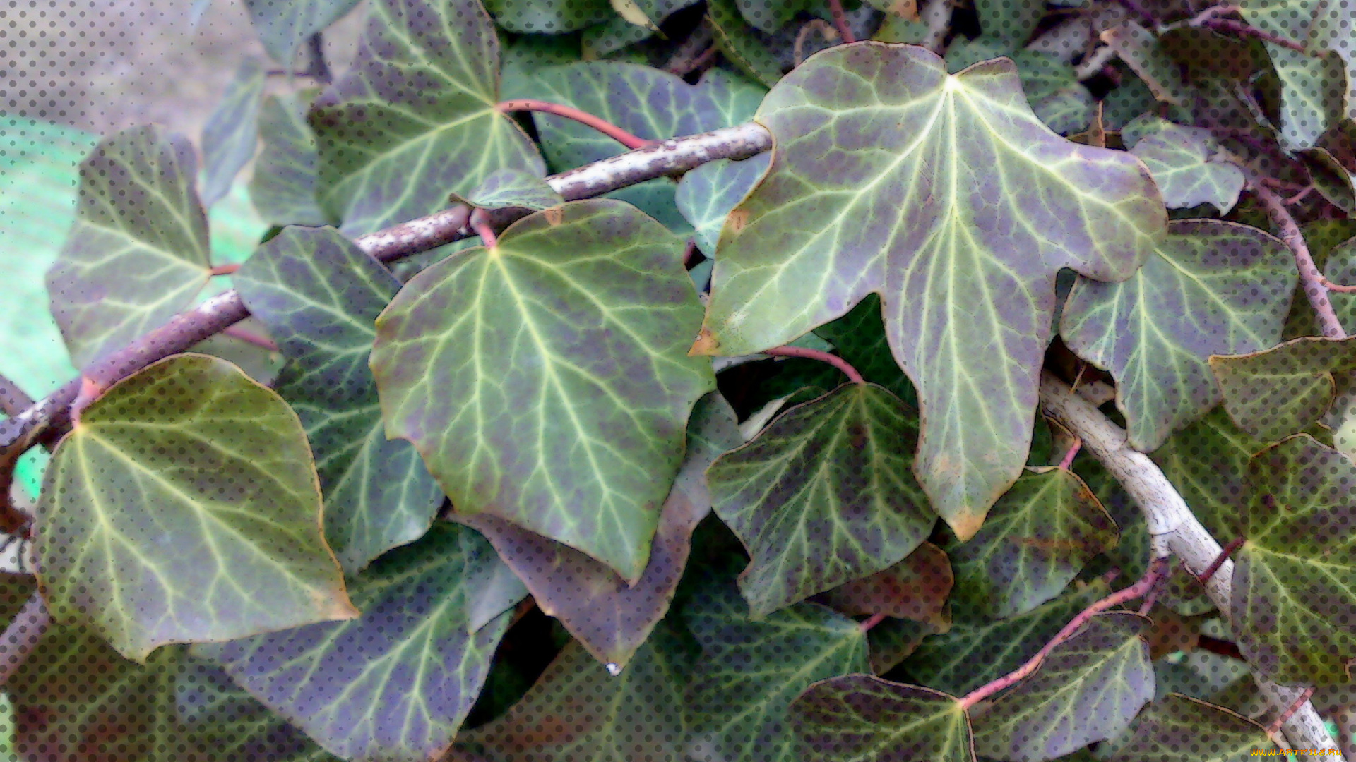 разное, компьютерный, дизайн, листья, плющ, точки, обработка, зелёные