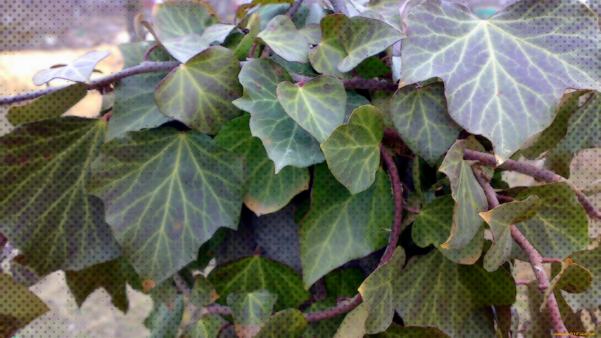 разное, компьютерный, дизайн, обработка, точки, листья, плющ, зелёные