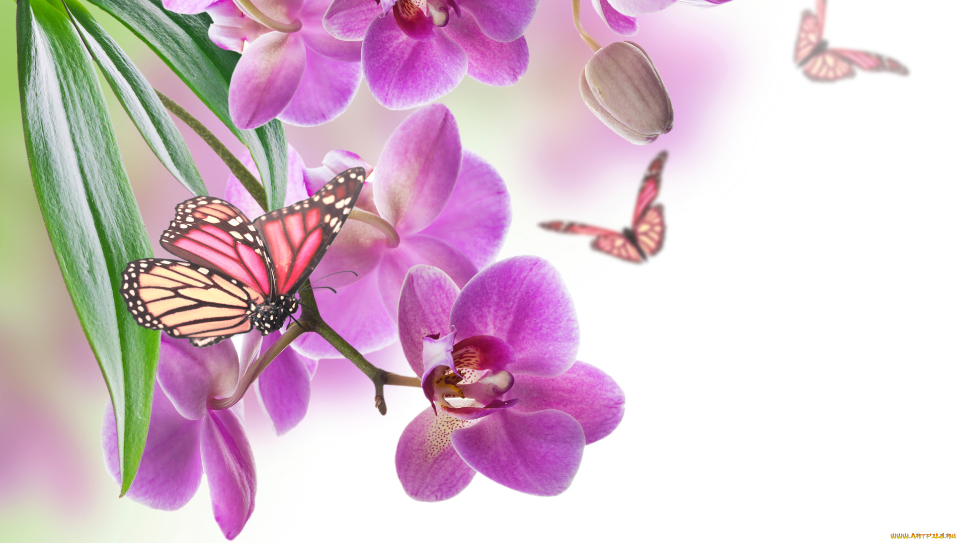разное, компьютерный, дизайн, орхидея, бабочка, природа, цветок, лист, лепестки